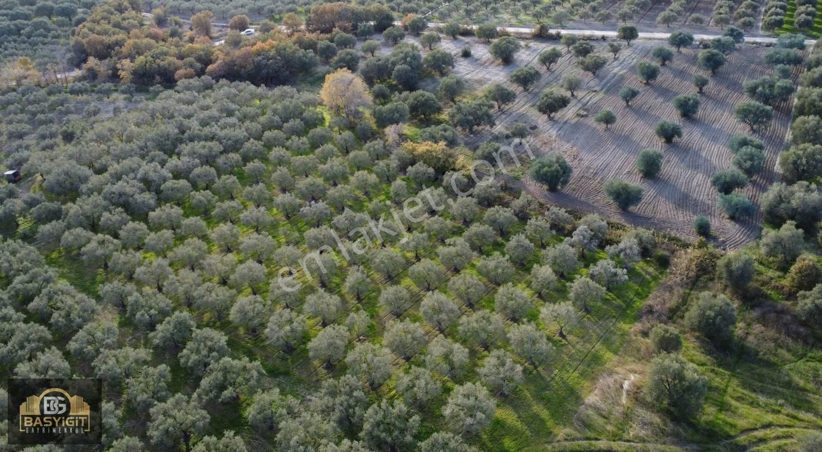 Ballıca Mah.6.250m2 Tek Tapu Satılık Zeytin Tarlası - Görsel 7