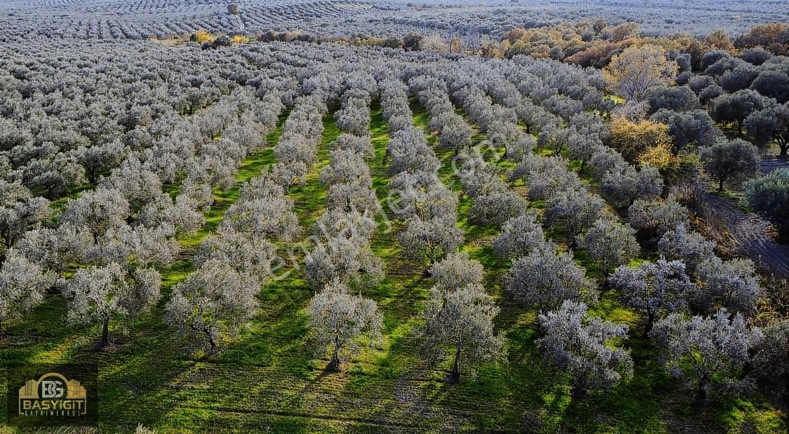 Ballıca Mah.6.250m2 Tek Tapu Satılık Zeytin Tarlası - Görsel 4