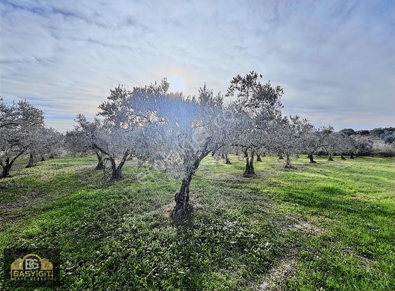 Ballıca Mah.6.250m2 Tek Tapu Satılık Zeytin Tarlası - Görsel 32