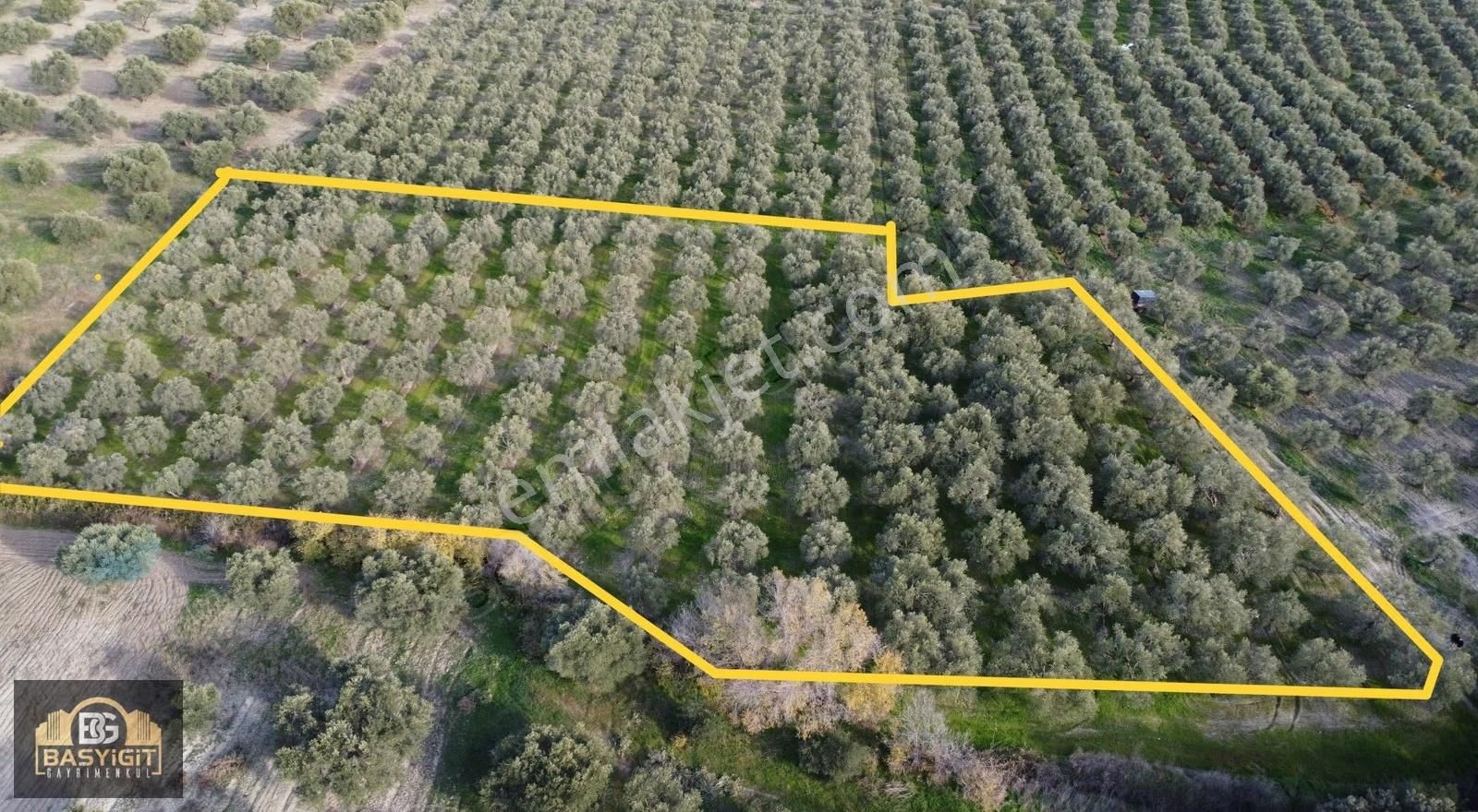 Ballıca Mah.6.250m2 Tek Tapu Satılık Zeytin Tarlası - Görsel 12