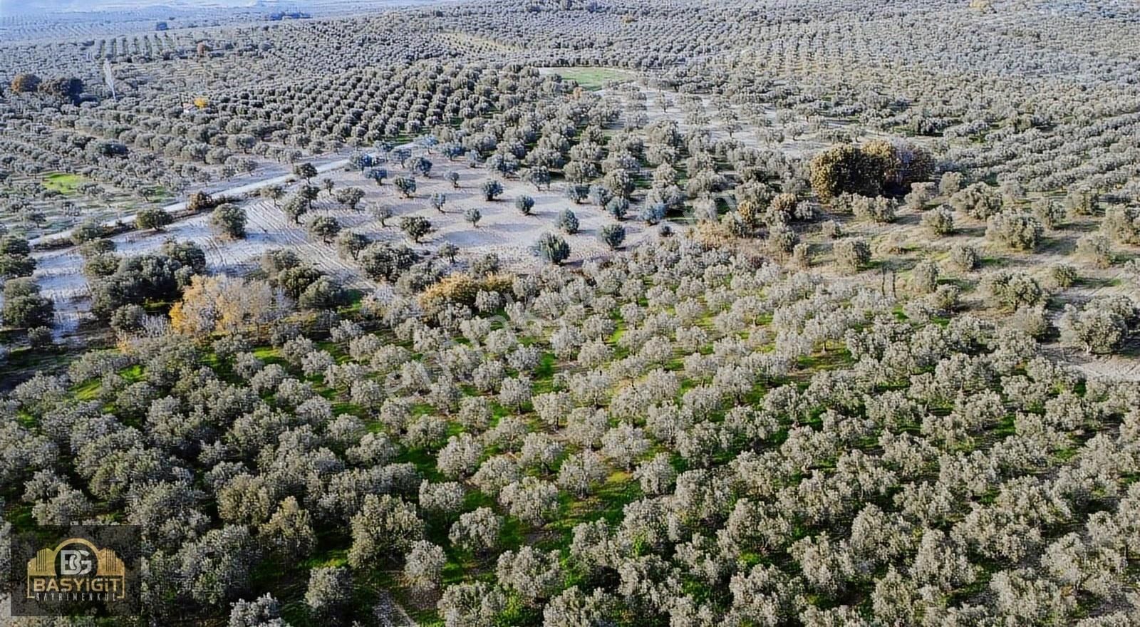 Ballıca Mah.6.250m2 Tek Tapu Satılık Zeytin Tarlası - Görsel 26