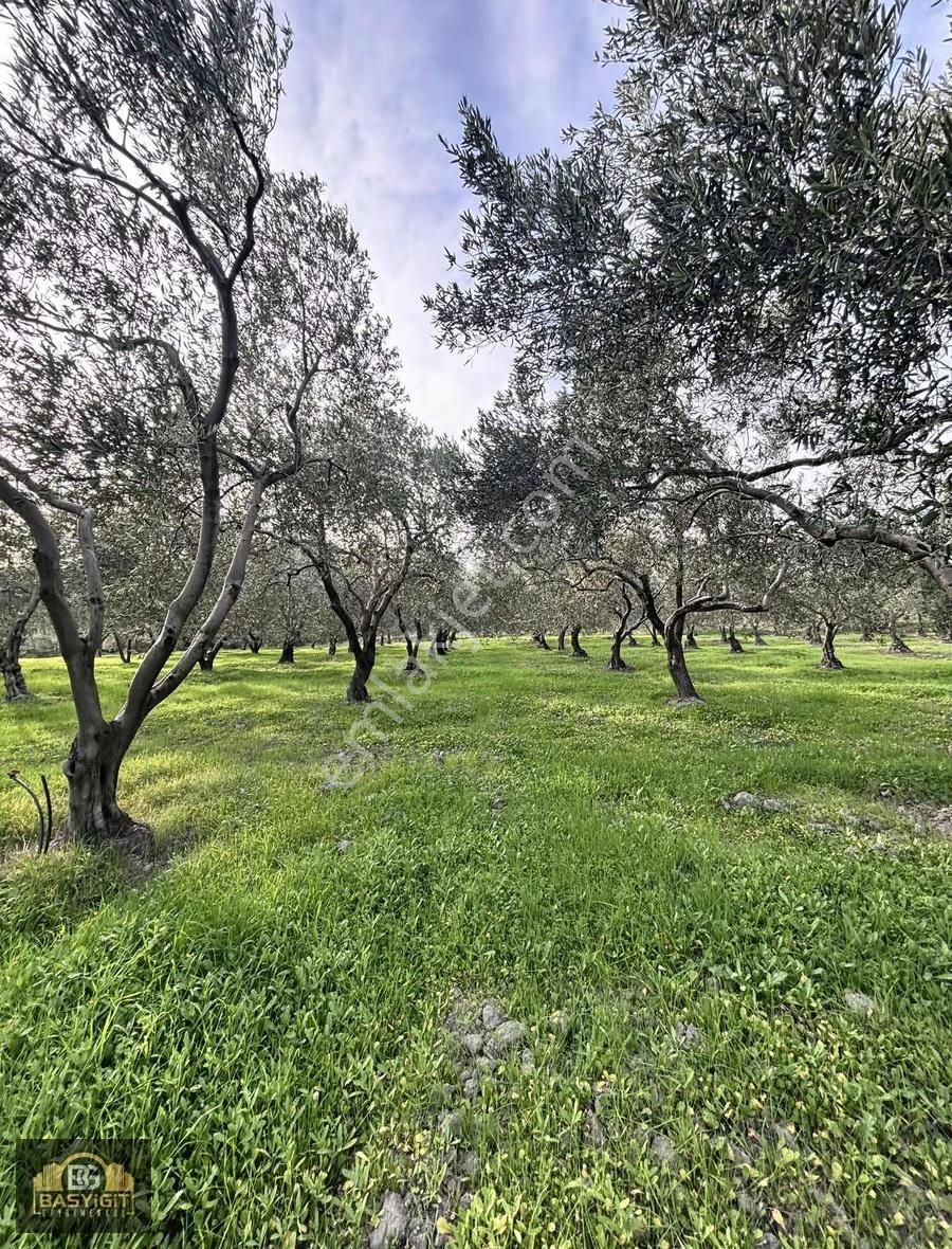 Ballıca Mah.6.250m2 Tek Tapu Satılık Zeytin Tarlası - Görsel 5
