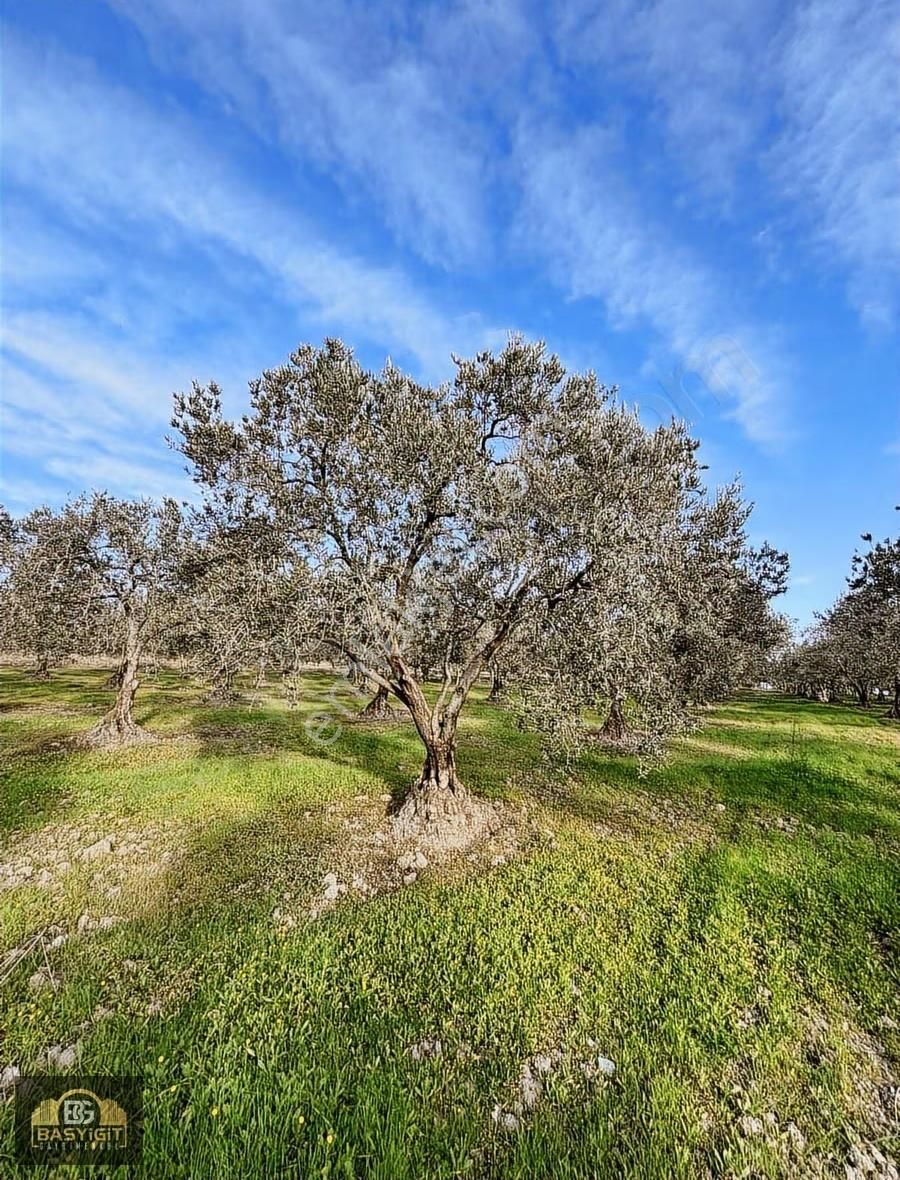 Ballıca Mah.6.250m2 Tek Tapu Satılık Zeytin Tarlası - Görsel 6