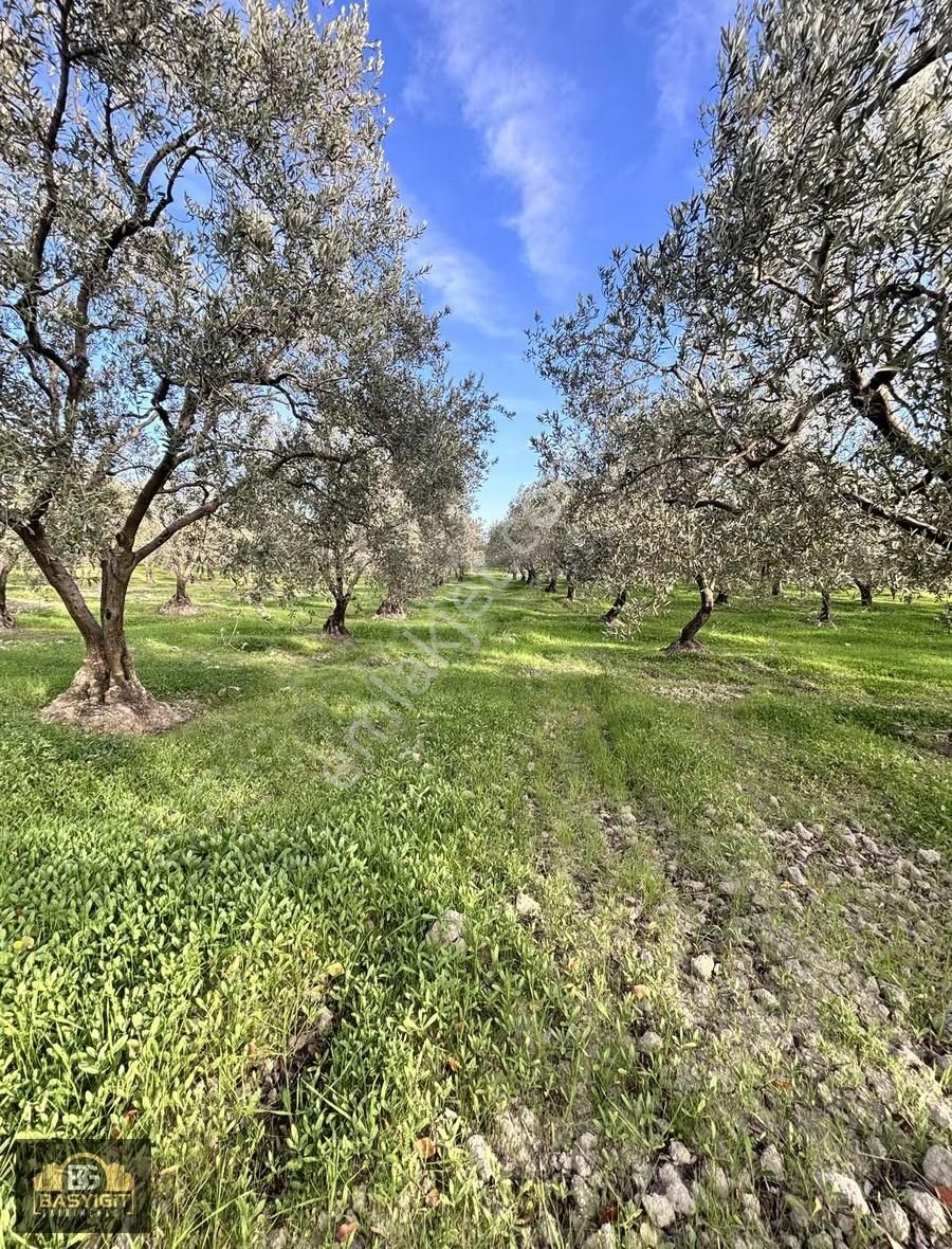 Ballıca Mah.6.250m2 Tek Tapu Satılık Zeytin Tarlası - Görsel 8