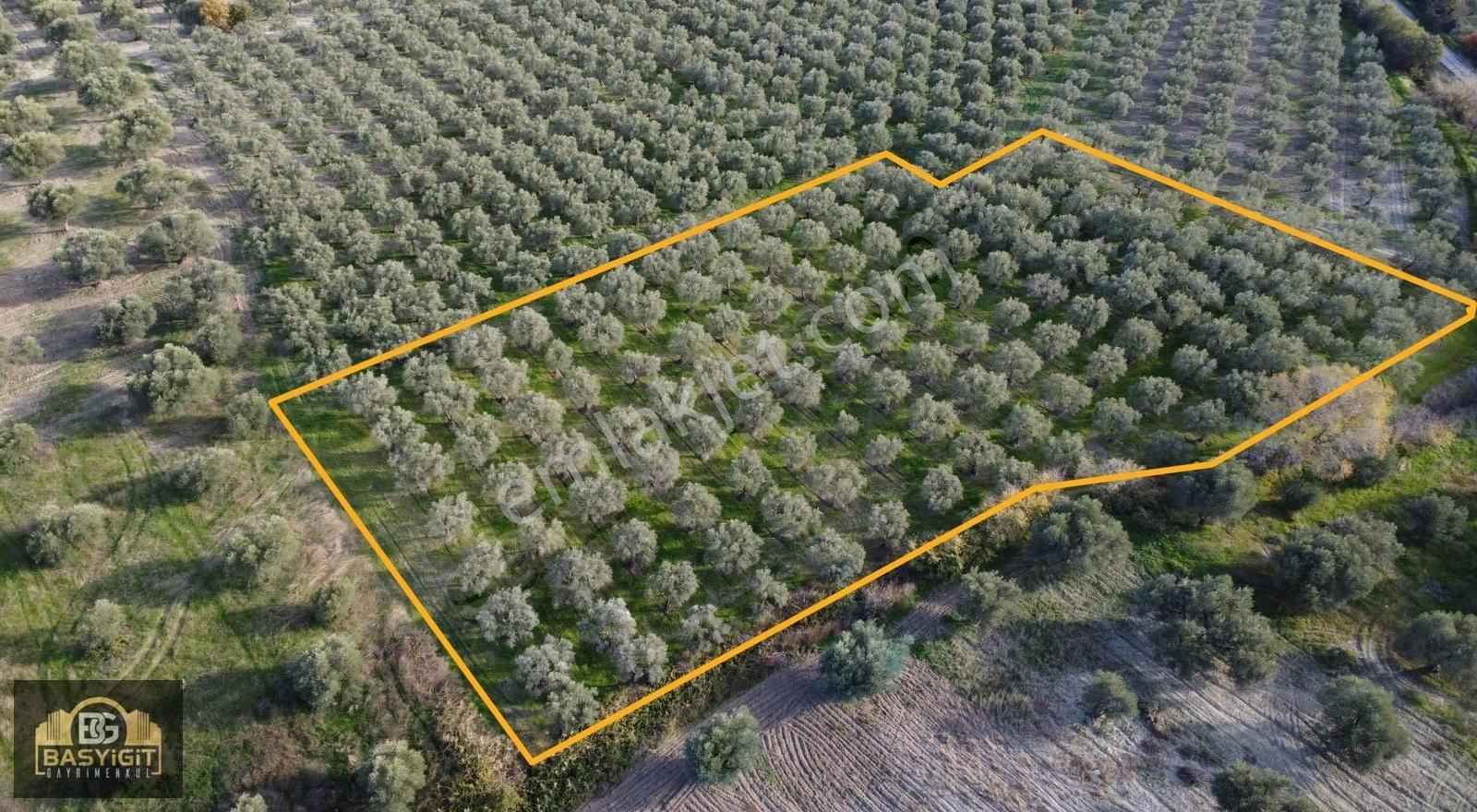 Ballıca Mah.6.250m2 Tek Tapu Satılık Zeytin Tarlası - Görsel 24