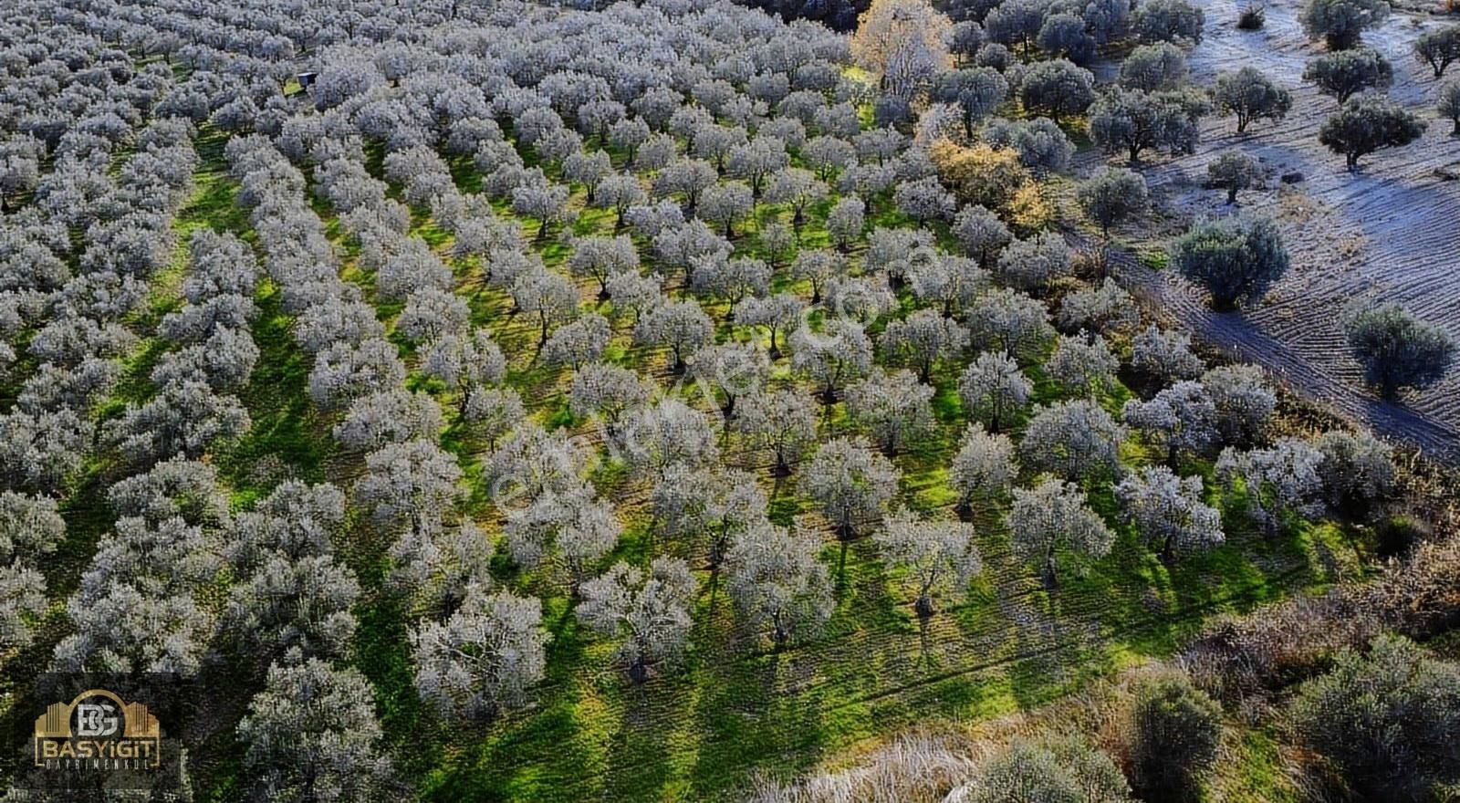 Ballıca Mah.6.250m2 Tek Tapu Satılık Zeytin Tarlası - Görsel 31
