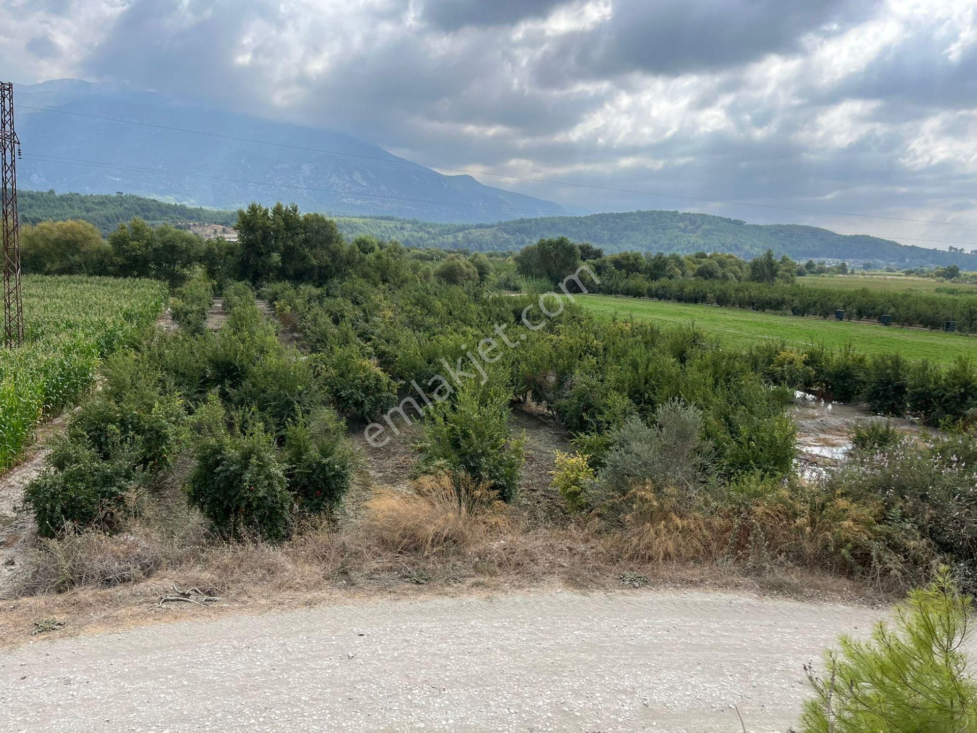 Goldhouse Dan Satılık Seydikemer Demirlerde Nar Bahçesi - Görsel 3