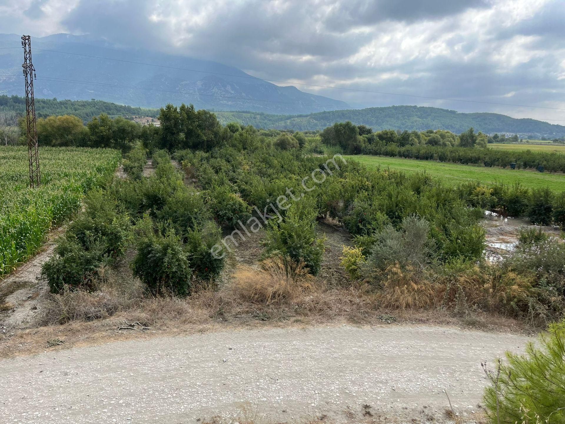 Goldhouse Dan Satılık Seydikemer Demirlerde Nar Bahçesi