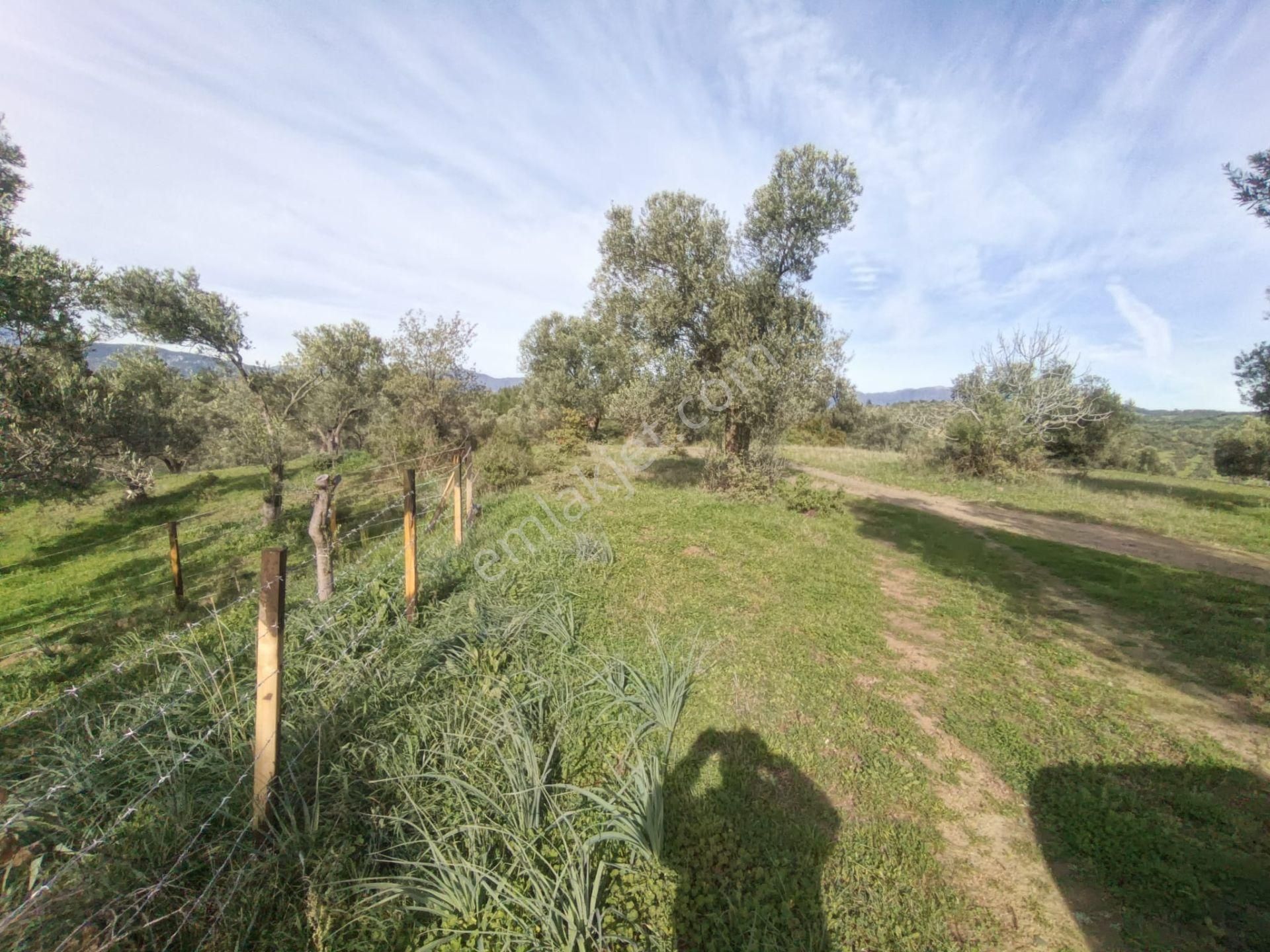 Golden Globy, Havran-çamdibi'nde Acil Satılık 6.250 M2 Fırsat Zeytinlik - Görsel 30