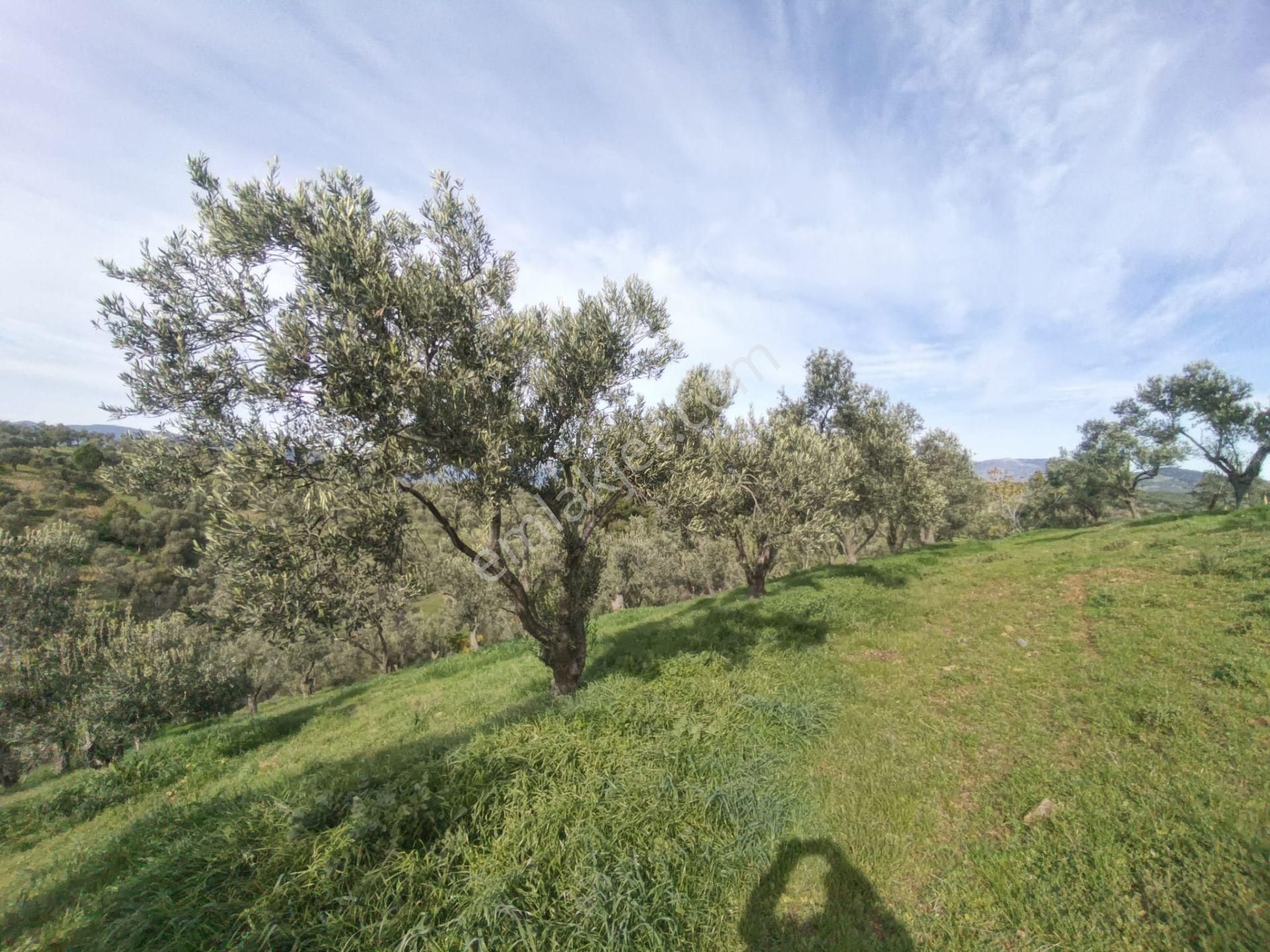 Golden Globy, Havran-çamdibi'nde Acil Satılık 6.250 M2 Fırsat Zeytinlik - Görsel 22
