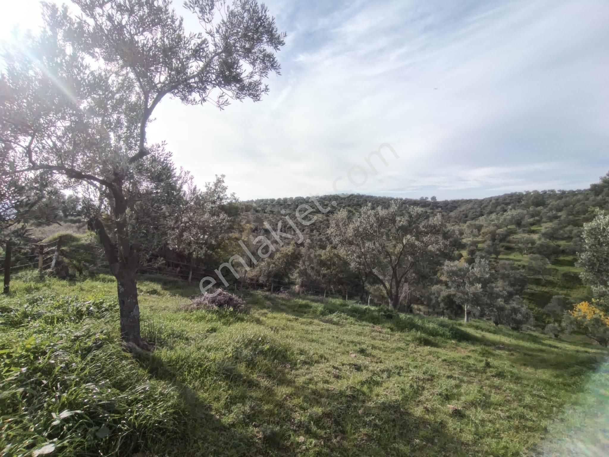 Golden Globy, Havran-çamdibi'nde Acil Satılık 6.250 M2 Fırsat Zeytinlik - Görsel 17