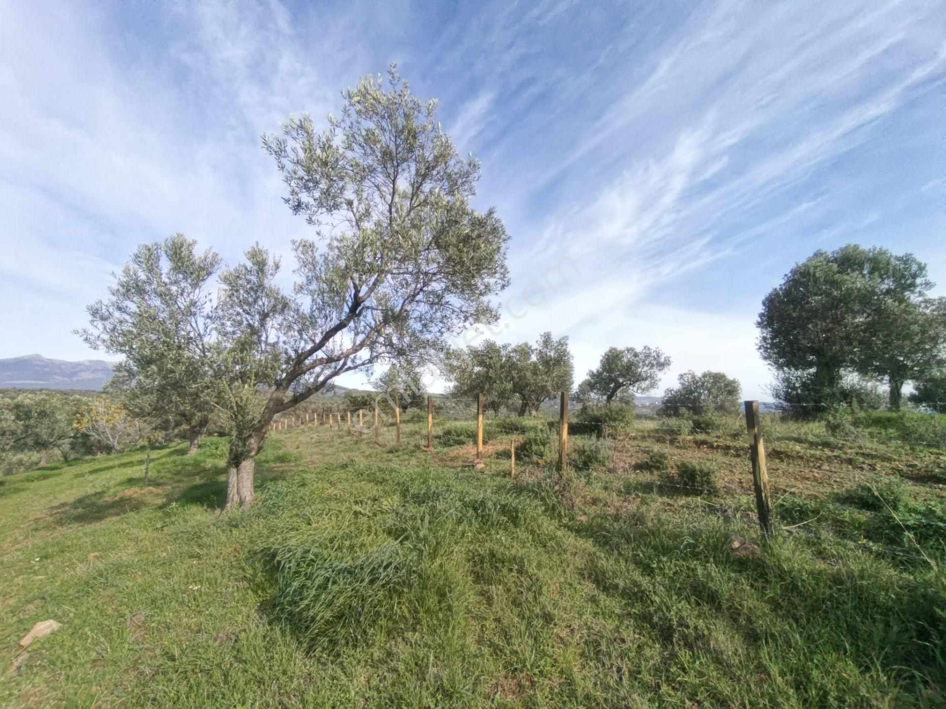Golden Globy, Havran-çamdibi'nde Acil Satılık 6.250 M2 Fırsat Zeytinlik - Görsel 20