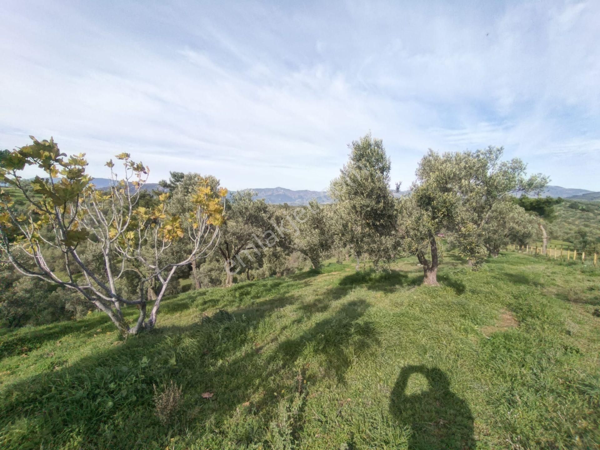 Golden Globy, Havran-çamdibi'nde Acil Satılık 6.250 M2 Fırsat Zeytinlik - Görsel 14
