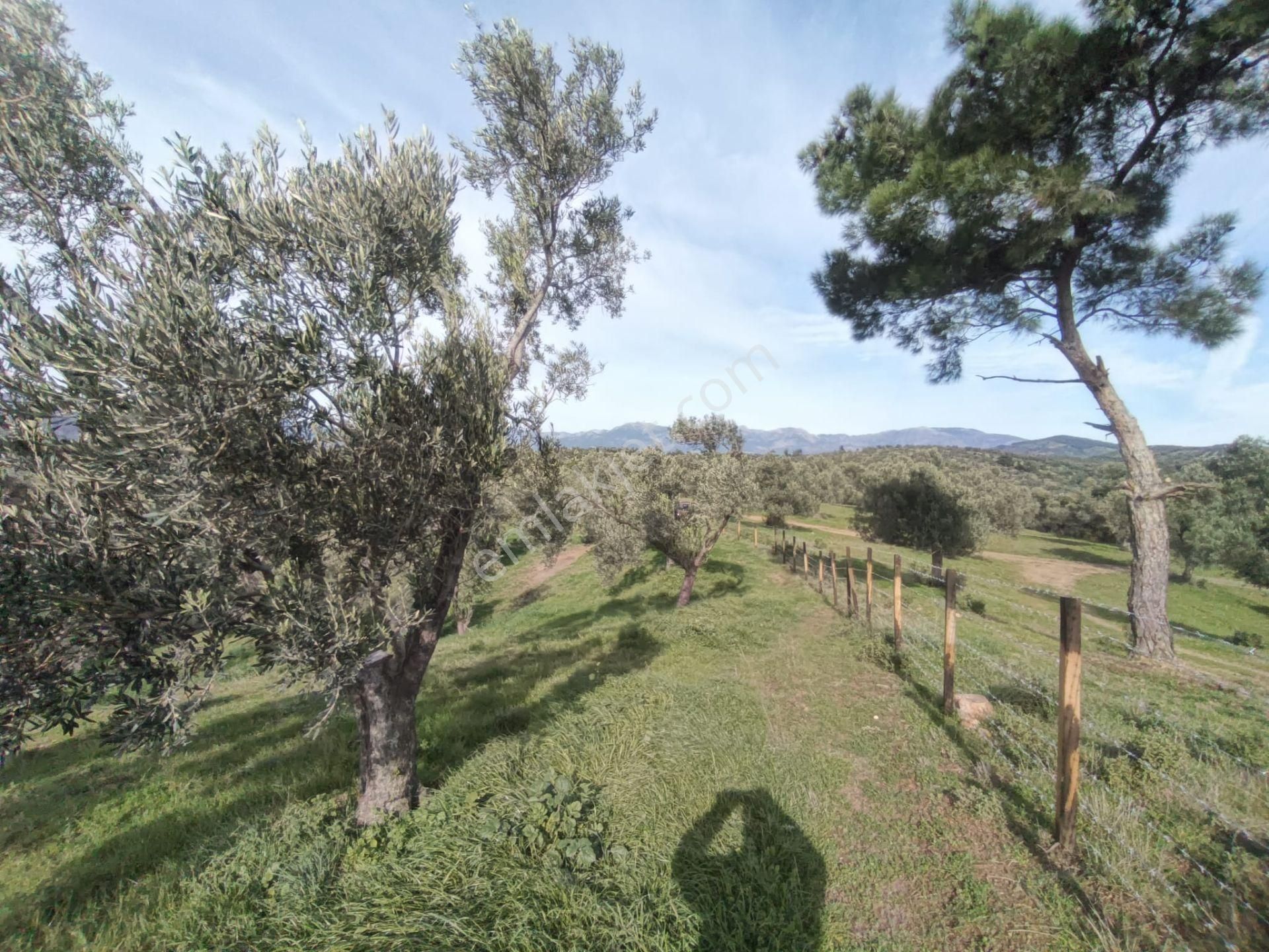 Golden Globy, Havran-çamdibi'nde Acil Satılık 6.250 M2 Fırsat Zeytinlik - Görsel 10