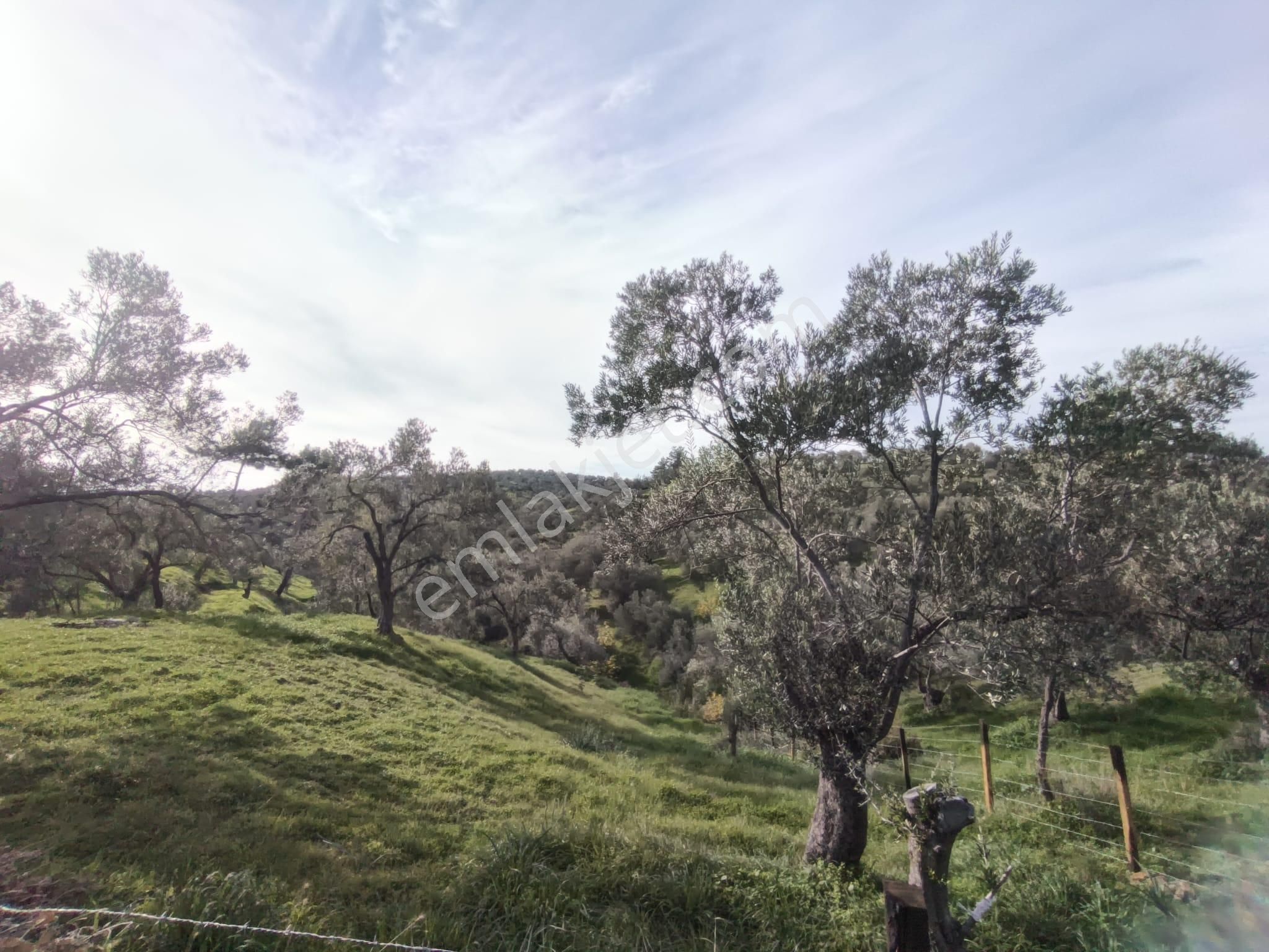 Golden Globy, Havran-çamdibi'nde Acil Satılık 6.250 M2 Fırsat Zeytinlik - Görsel 4
