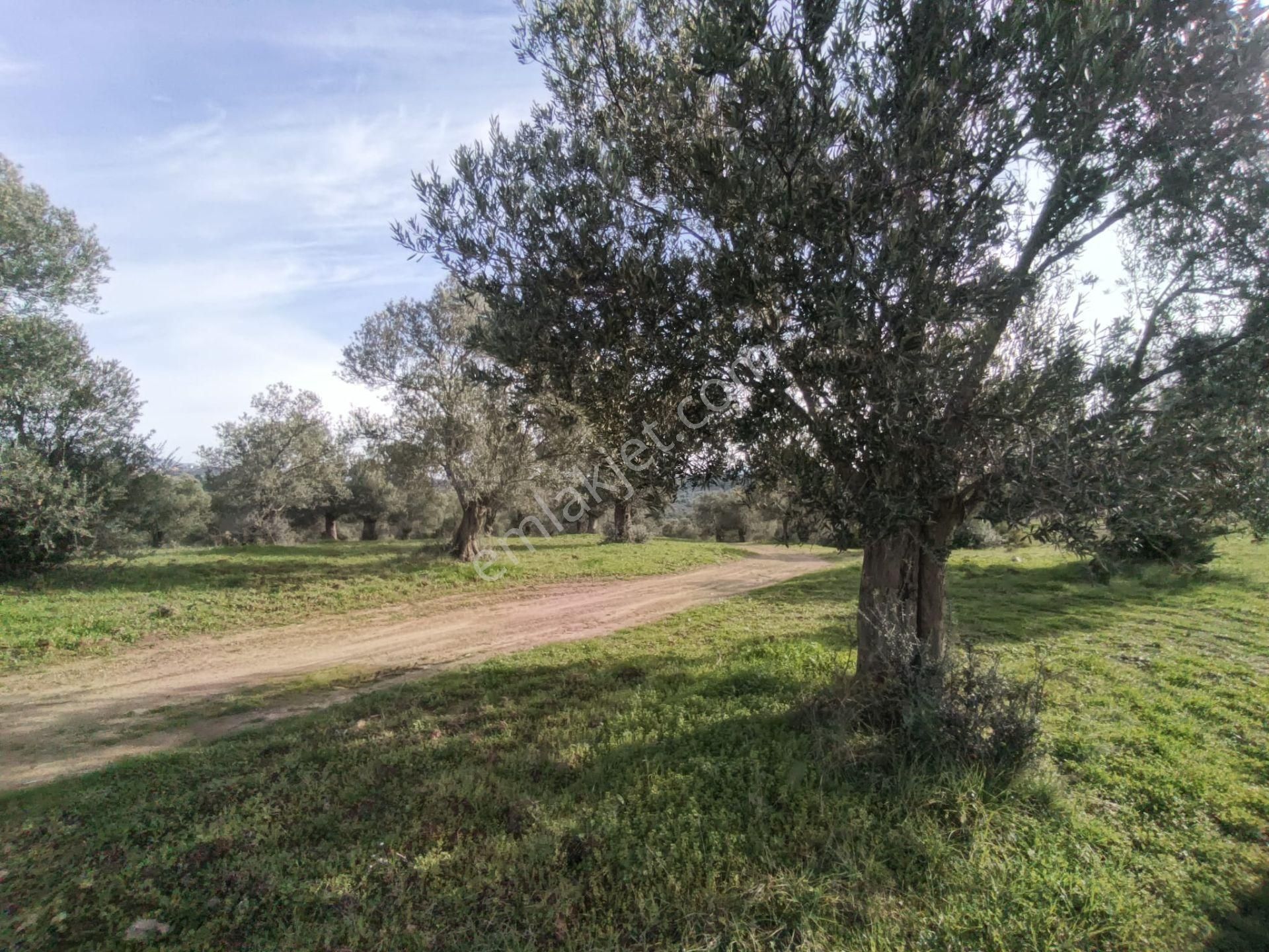 Golden Globy, Havran-çamdibi'nde Acil Satılık 6.250 M2 Fırsat Zeytinlik - Görsel 2