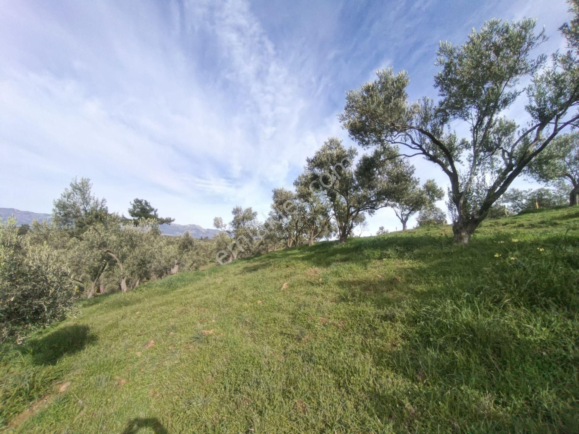 Golden Globy, Havran-çamdibi'nde Acil Satılık 6.250 M2 Fırsat Zeytinlik - Görsel 23