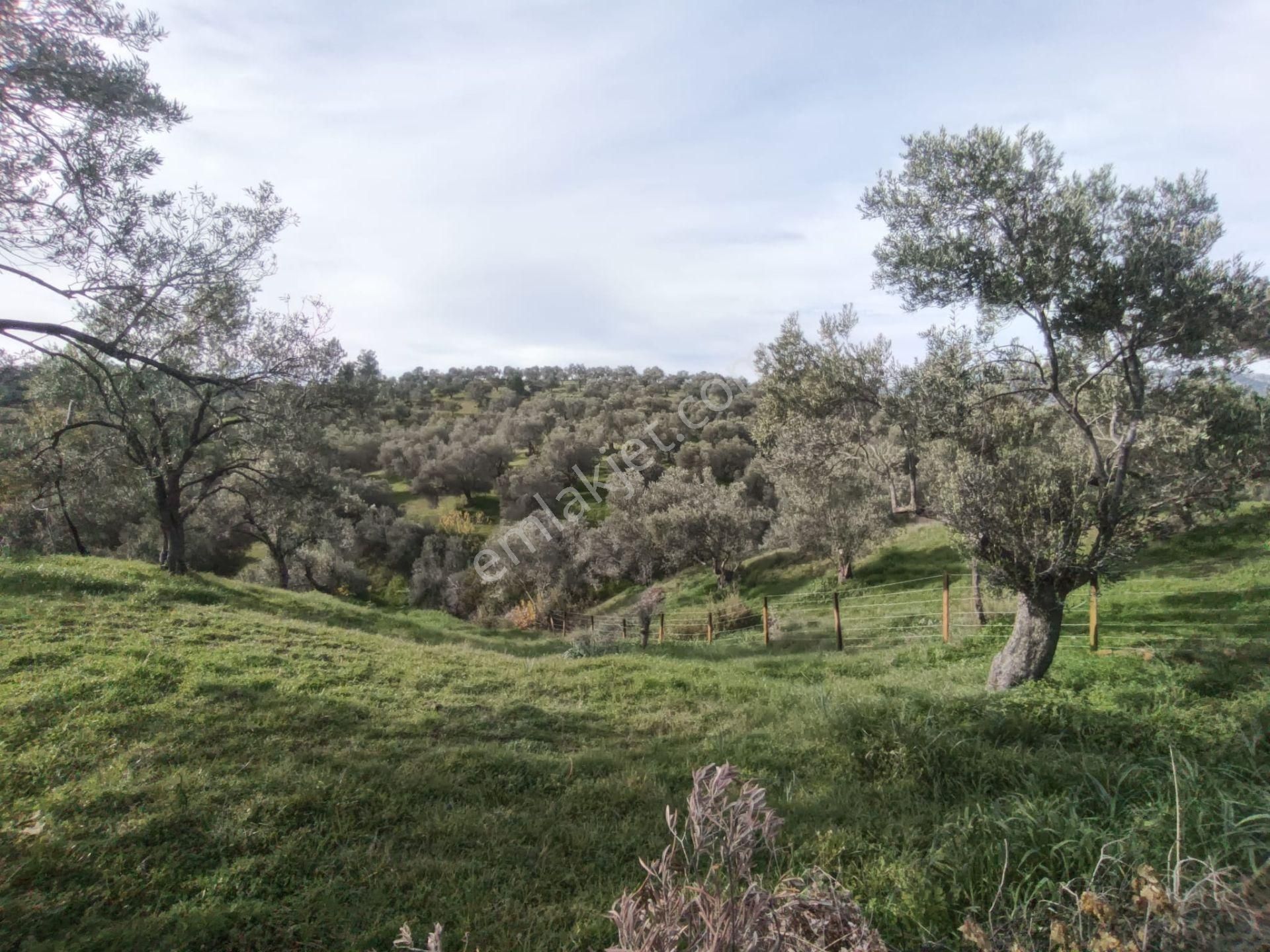 Golden Globy, Havran-çamdibi'nde Acil Satılık 6.250 M2 Fırsat Zeytinlik - Görsel 5