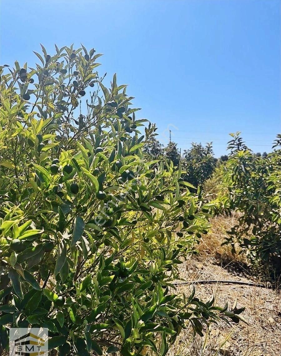 Gazipaşa Beyobası Mahallesi Satılık Kurulu Düzen 7755 M2 Tarla - Görsel 2