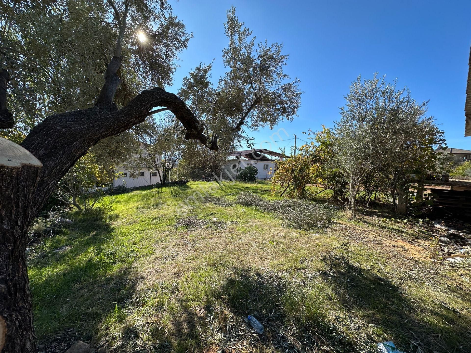 Goldhouse Dan Satılık İncirköy De Köy İçi İmarlı Arsa - Görsel 12