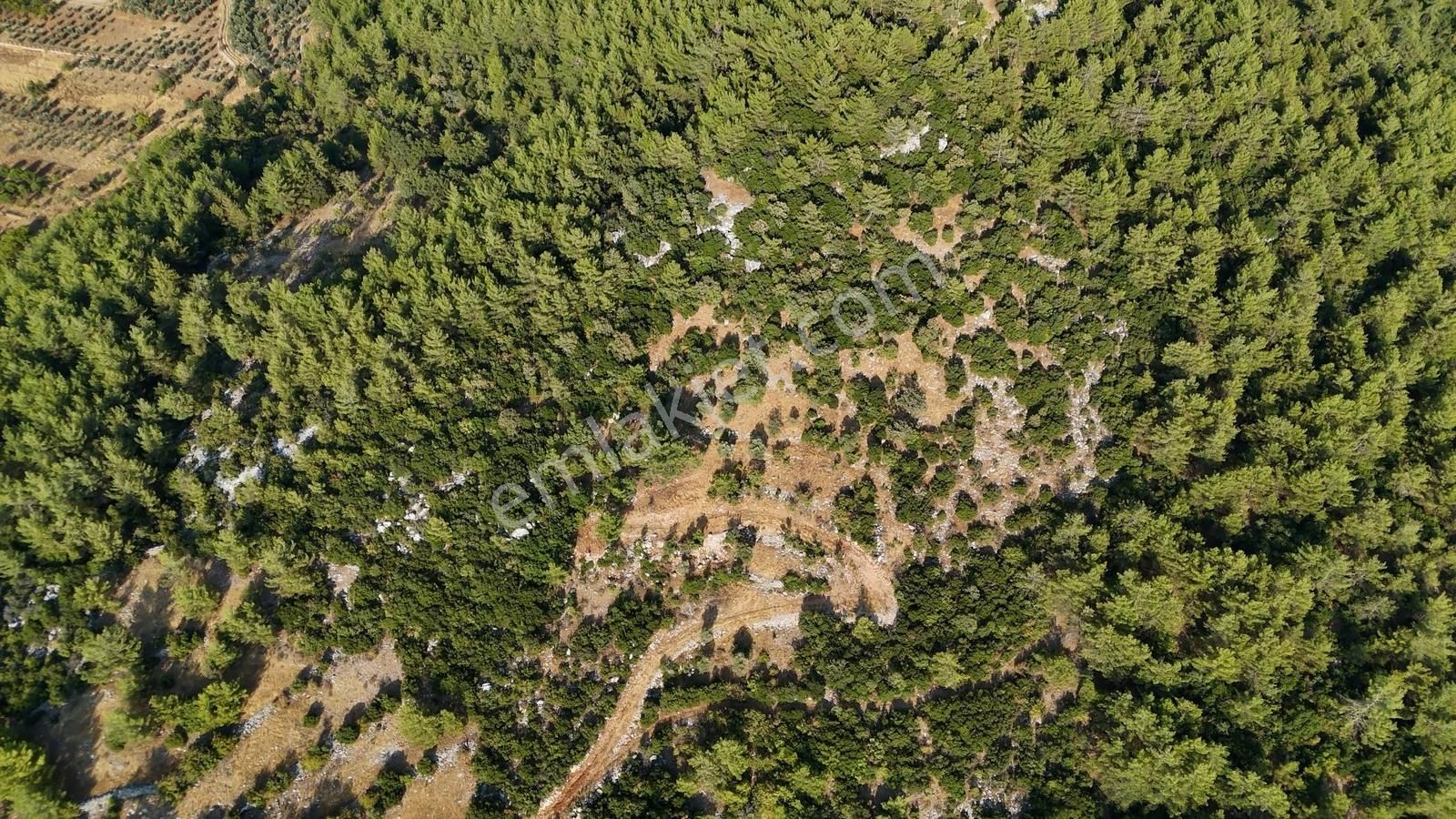 Cb Marina'dan Menteşe Kuyucak'da Satılık 5.932 M2 Tarla - Görsel 18