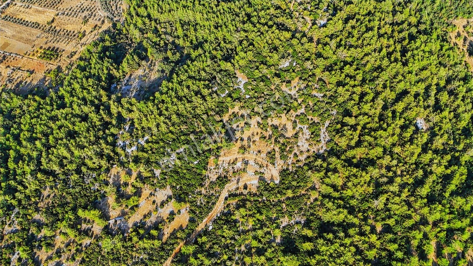 Cb Marina'dan Menteşe Kuyucak'da Satılık 5.932 M2 Tarla - Görsel 12
