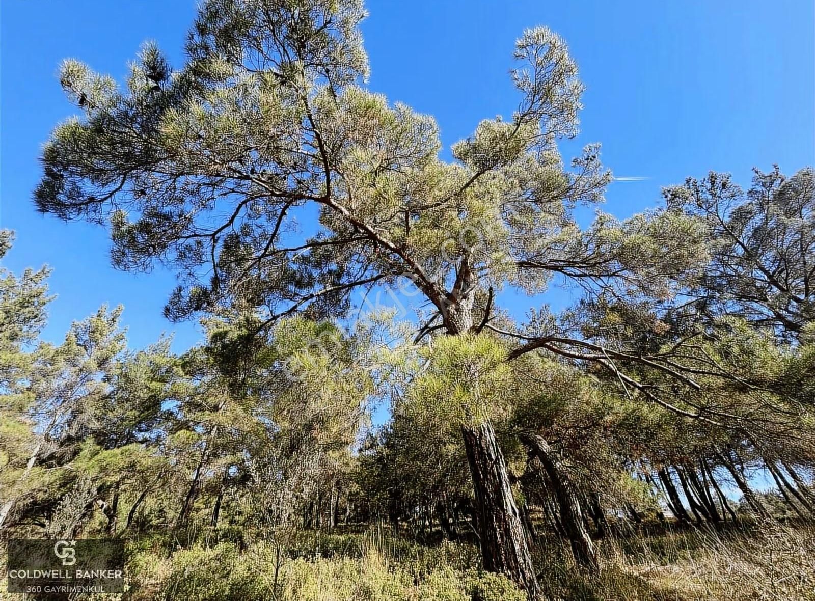 Menderes Yeniköy'de Satılık Tek Tapu Tarla - Görsel 11
