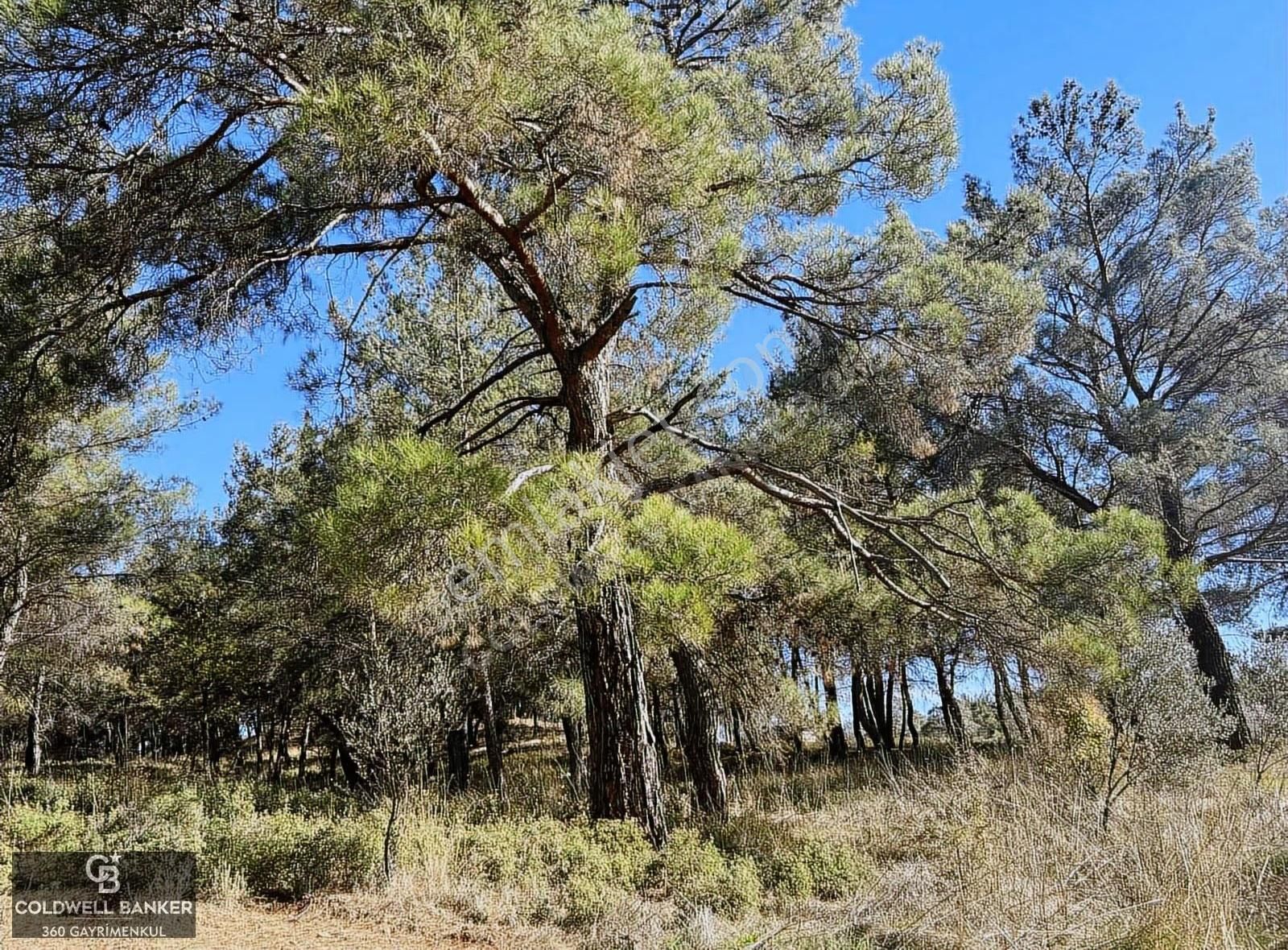 Menderes Yeniköy'de Satılık Tek Tapu Tarla - Görsel 14