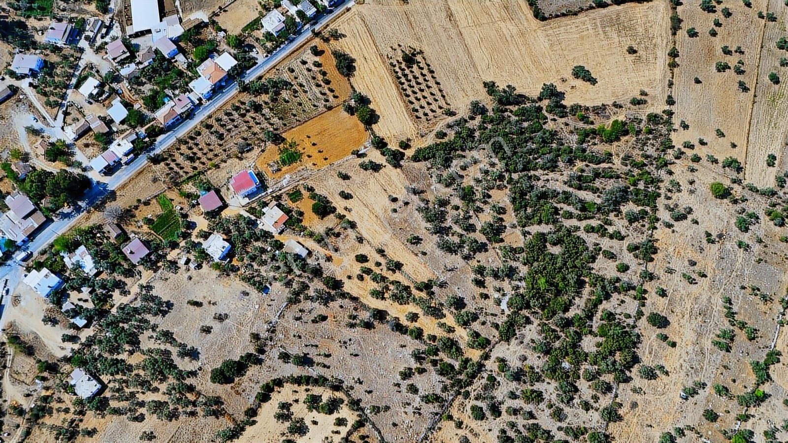Cb Marina'dan Bodrum Pınarlıbelen'de 6880 M2 Satılık Zeytinlik - Görsel 20