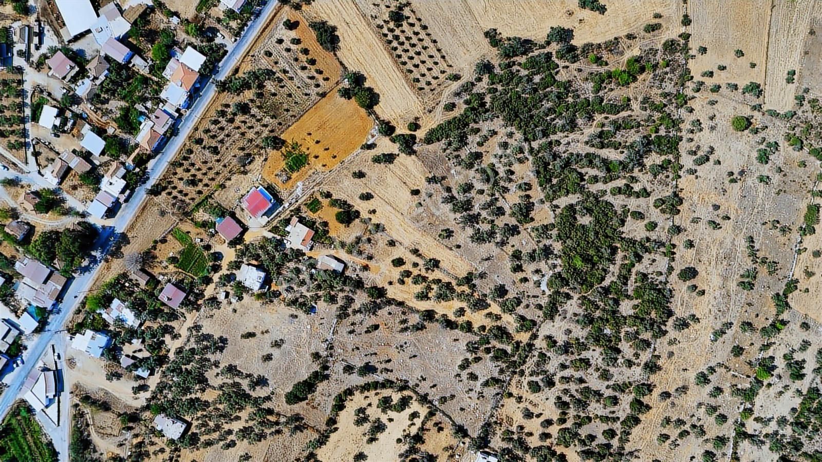 Cb Marina'dan Bodrum Pınarlıbelen'de 6880 M2 Satılık Zeytinlik - Görsel 16