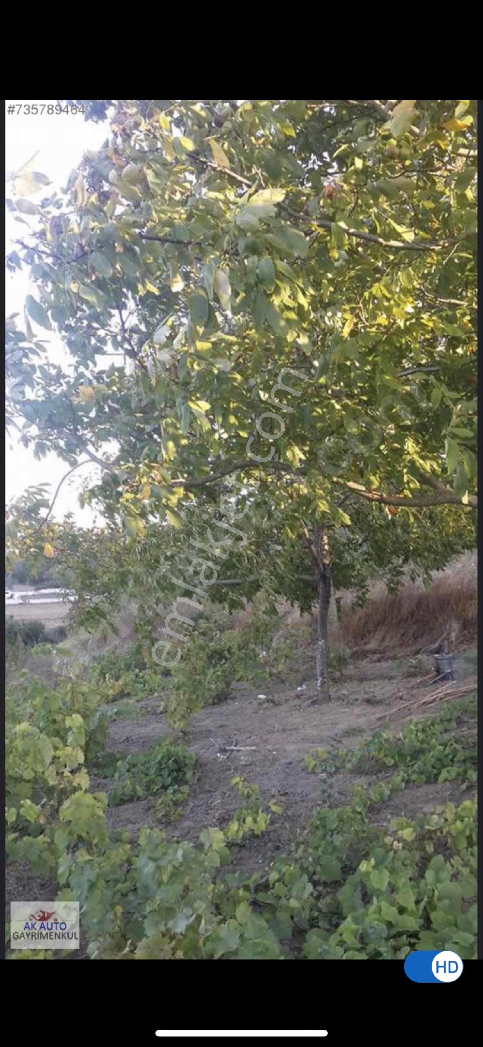Tekirdağ Süleymanpaşa Bıyıkali Mahallesi Satılık Bağ Bahçe - Görsel 11