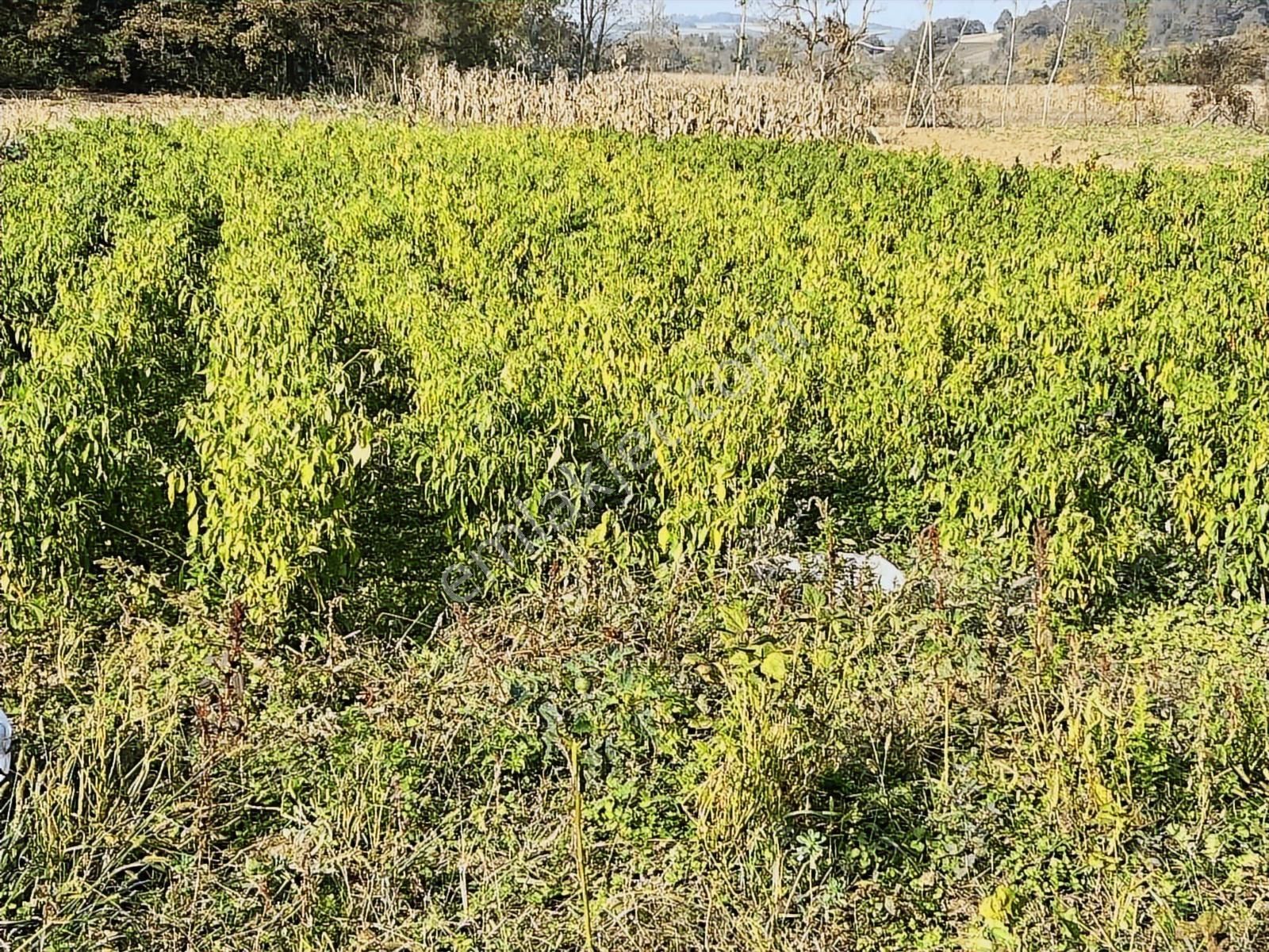 Acillllll Gelişen Bölgede Şekilli Parsel - Görsel 9