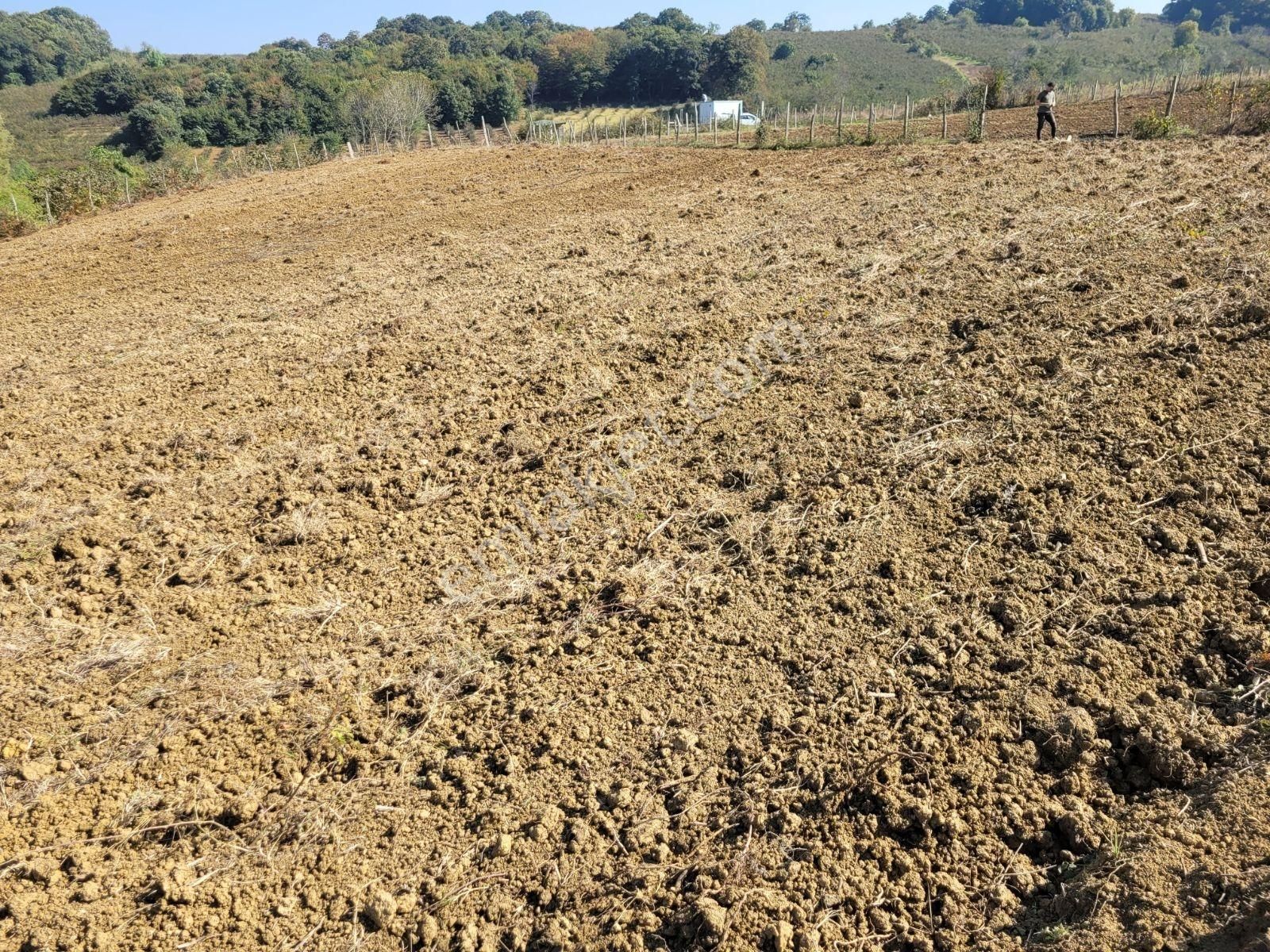 Kandıra Bollu Da Denize Köye Yakın Turizm Bölgesinde - Görsel 4