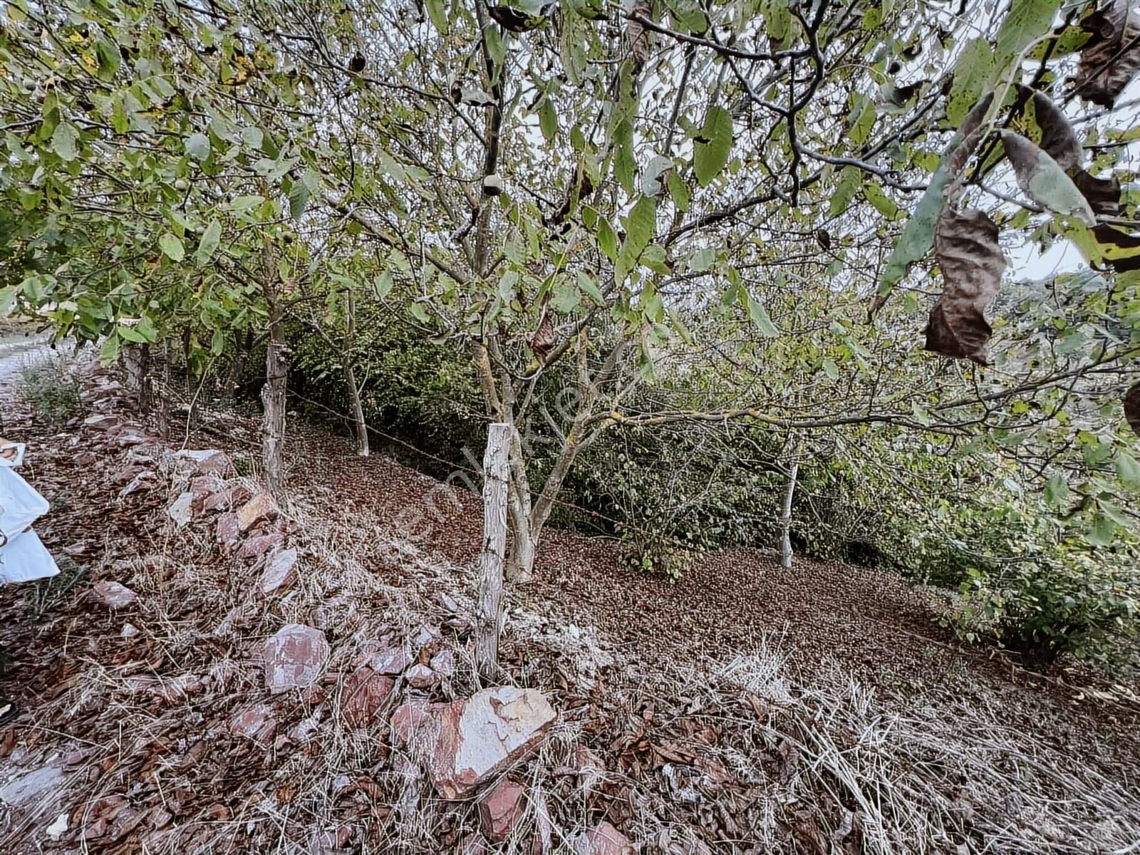 Aciliyetten Yollu Fındıklık Şekilli Fırsat Yer - Görsel 8