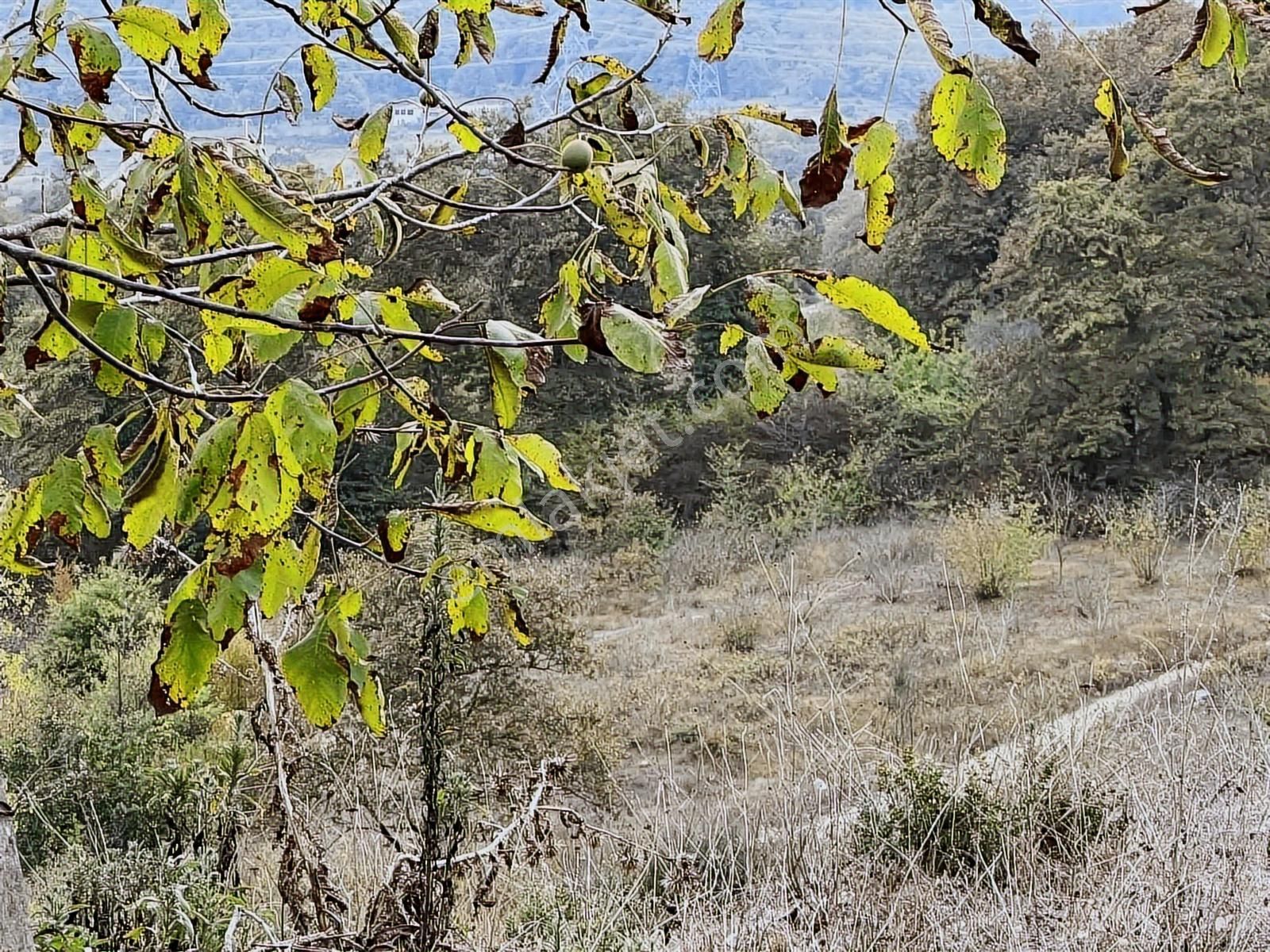 Aciliyetten Yollu Fındıklık Şekilli Fırsat Yer