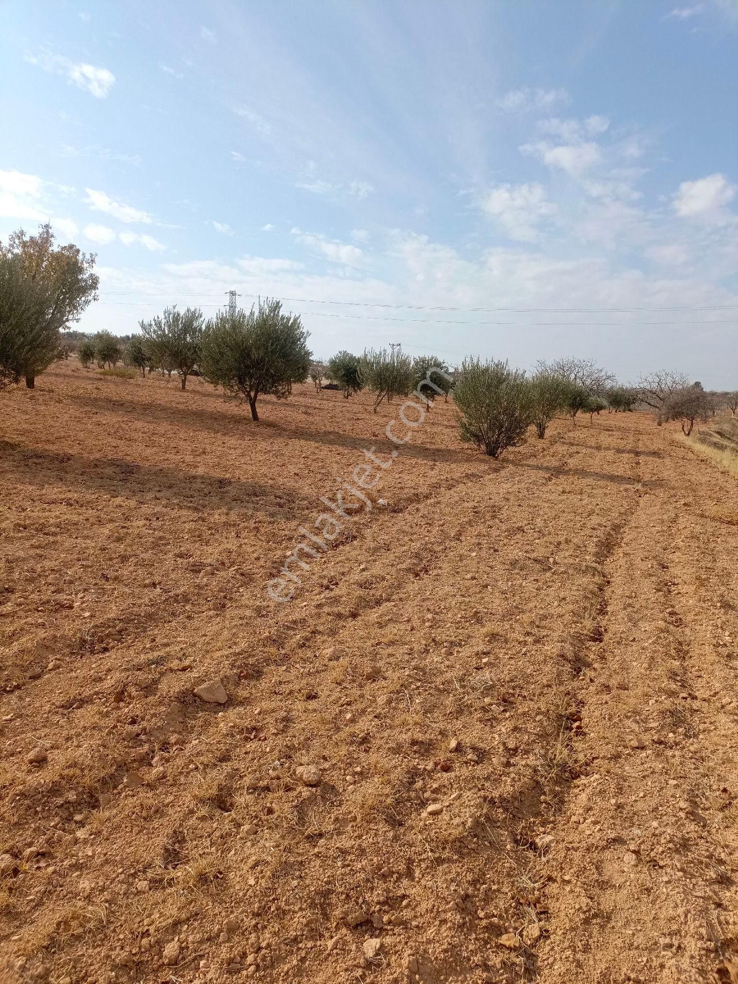 Küçük Yatırımcılar İçin Zeytinlik - Görsel 2