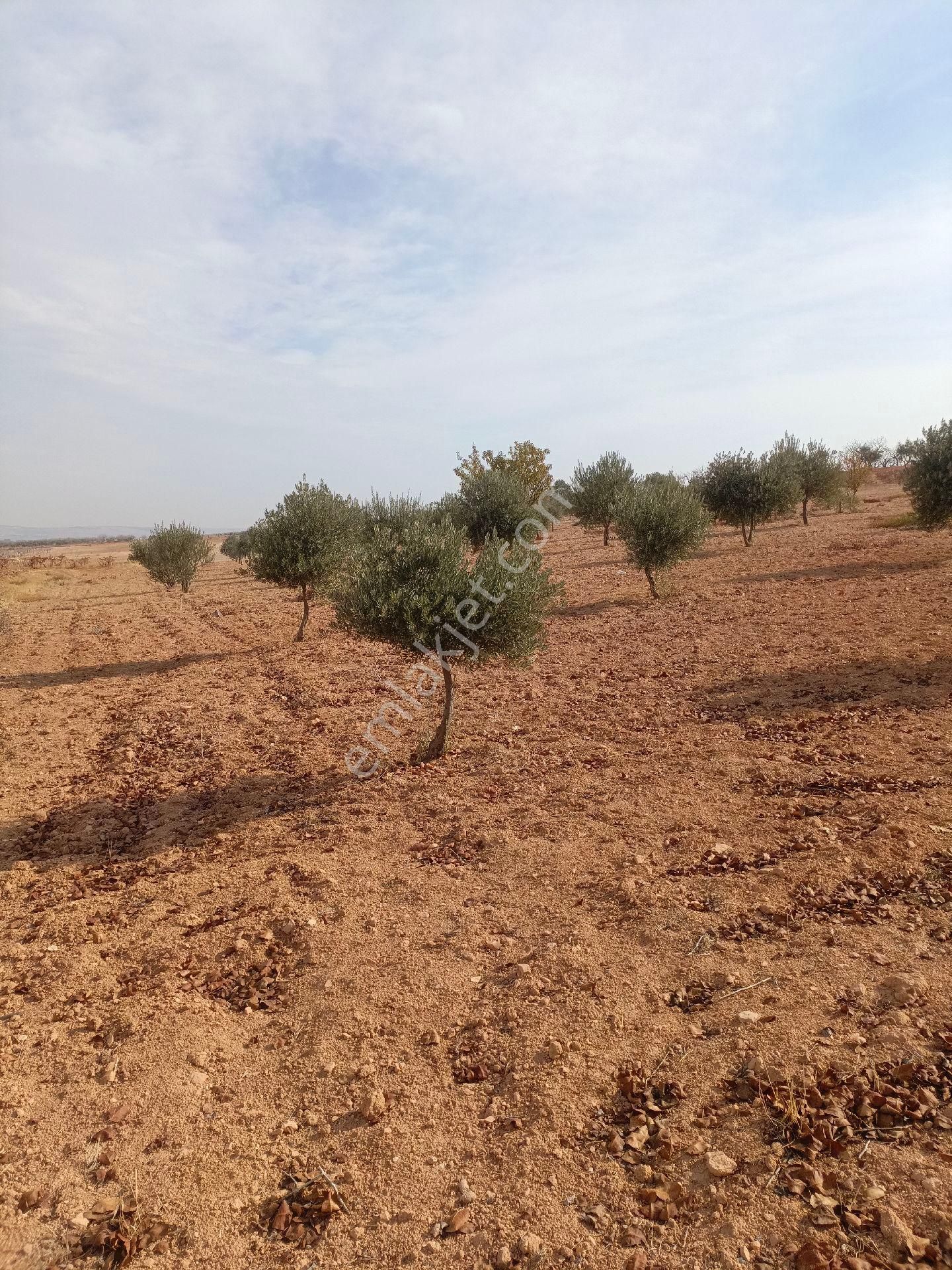 Küçük Yatırımcılar İçin Zeytinlik