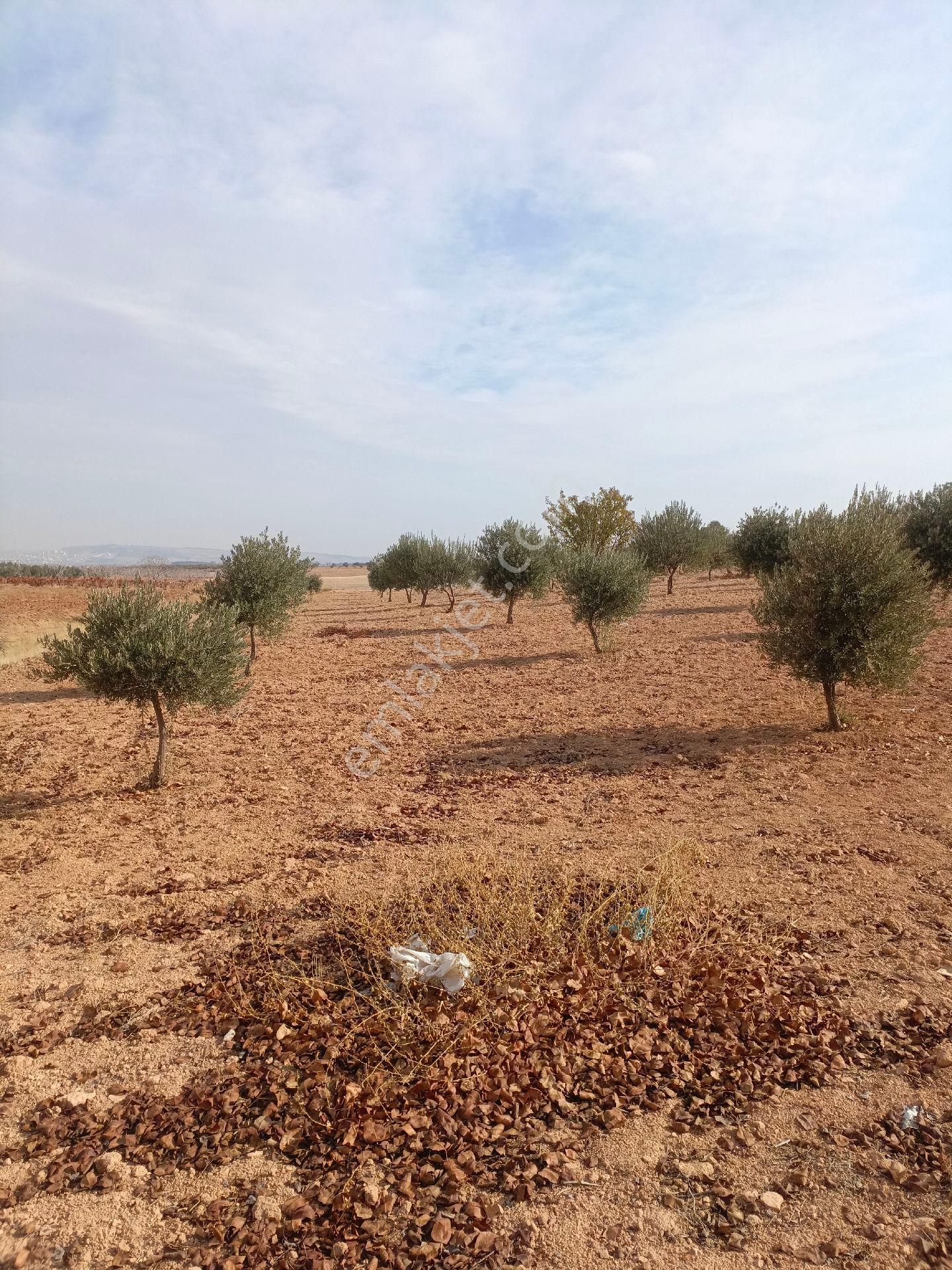 Küçük Yatırımcılar İçin Zeytinlik - Görsel 3