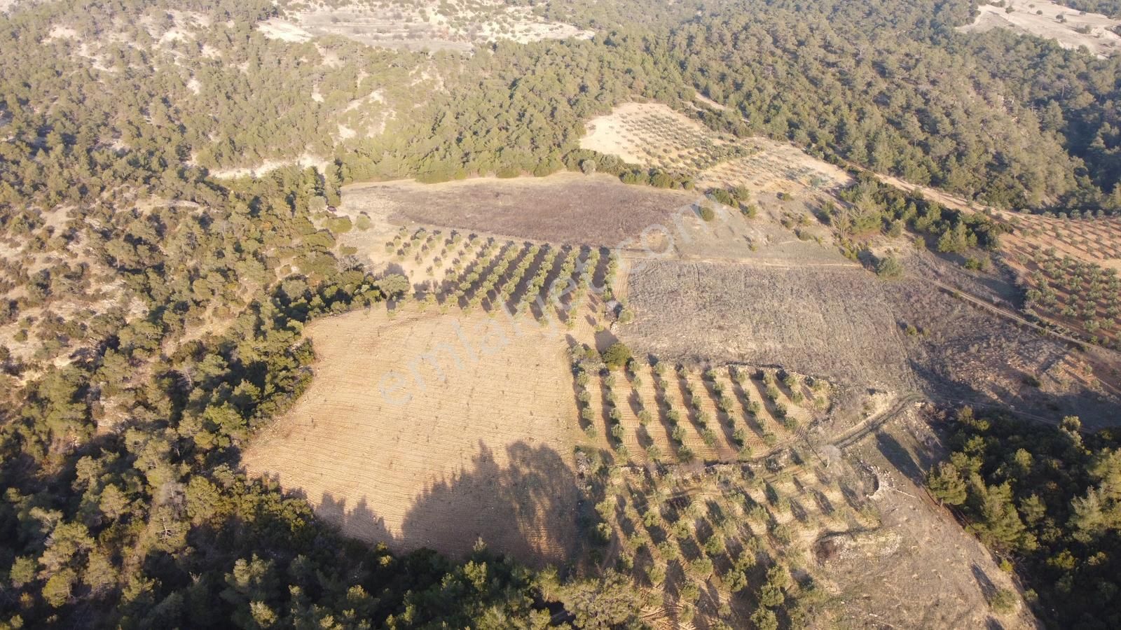 Denizli Pamukkale Belenardıc Mahallesi Satılık Zeytinlik