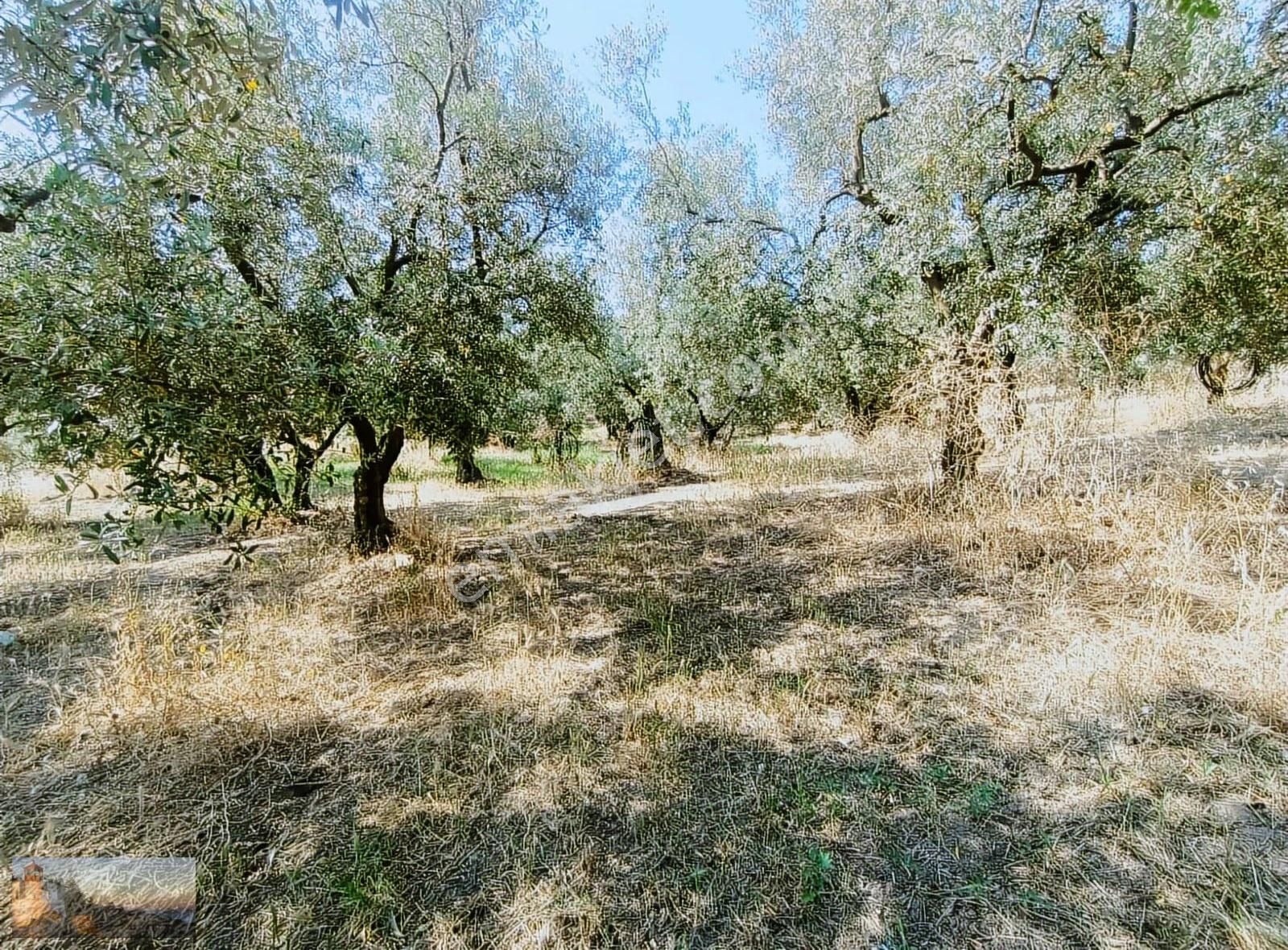 Gemlik Umurbeyde 1096m2yol Kenarı Su İmkanlı İmara 1300m Mesafde - Görsel 2