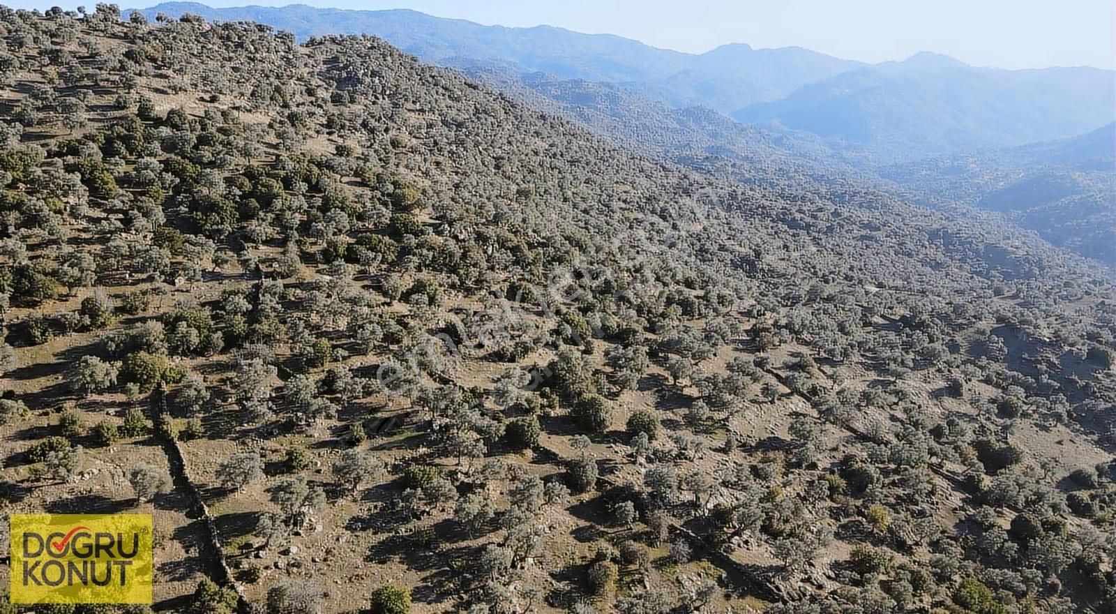 Doğa İle İç İçe Satılık 5630 M2 Zeytinlik - Görsel 5