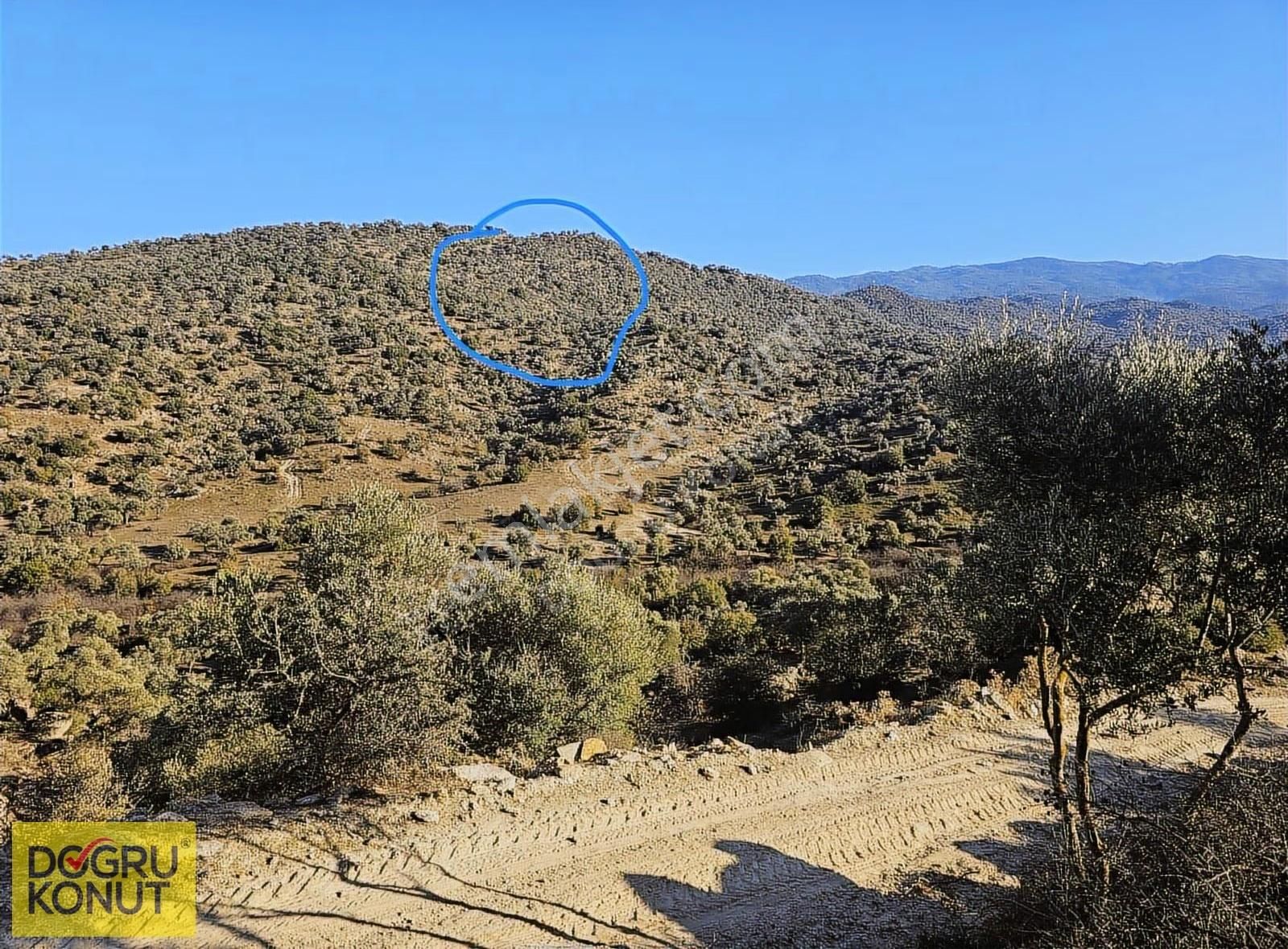 Doğa İle İç İçe Satılık 5630 M2 Zeytinlik