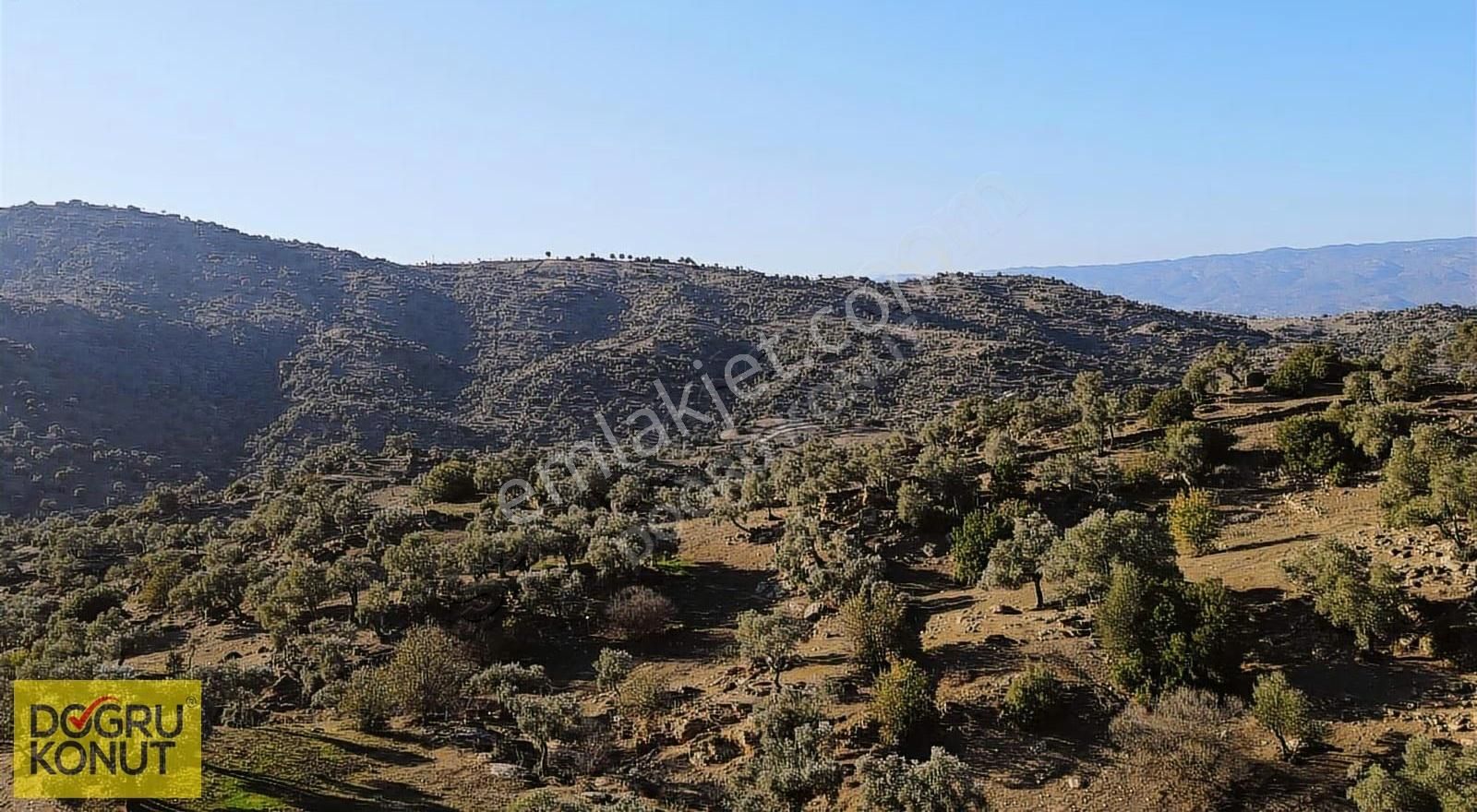 Doğa İle İç İçe Satılık 5630 M2 Zeytinlik - Görsel 8