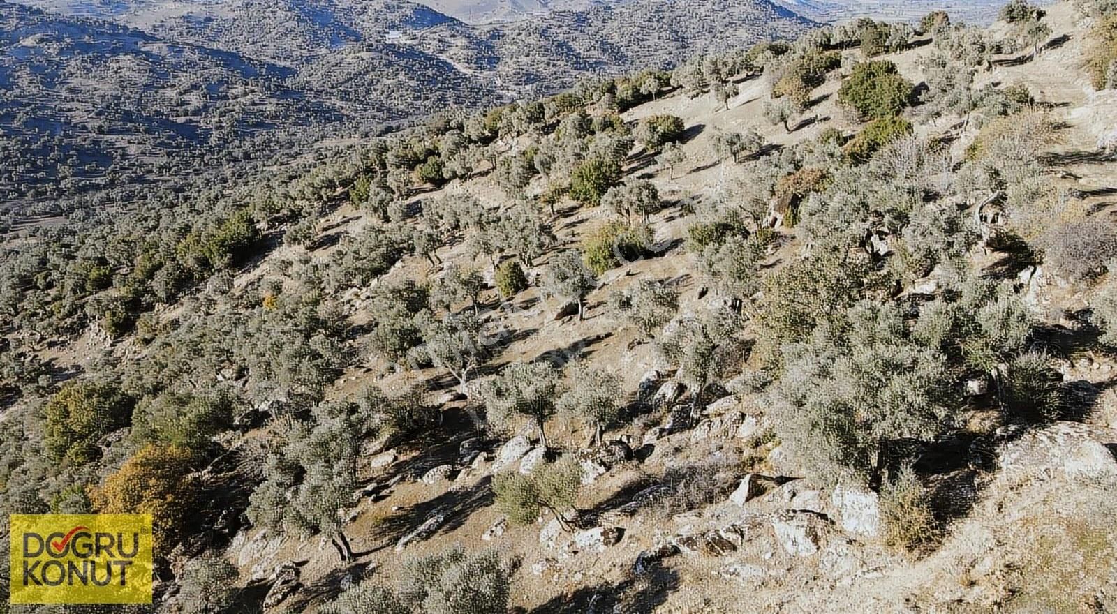 Doğa İle İç İçe Satılık 5630 M2 Zeytinlik - Görsel 3