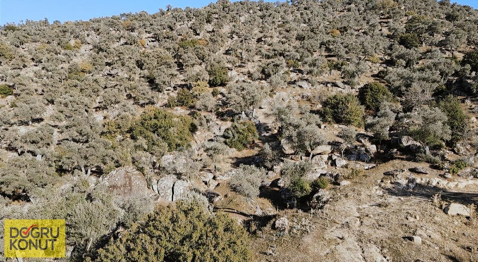 Doğa İle İç İçe Satılık 5630 M2 Zeytinlik - Görsel 6