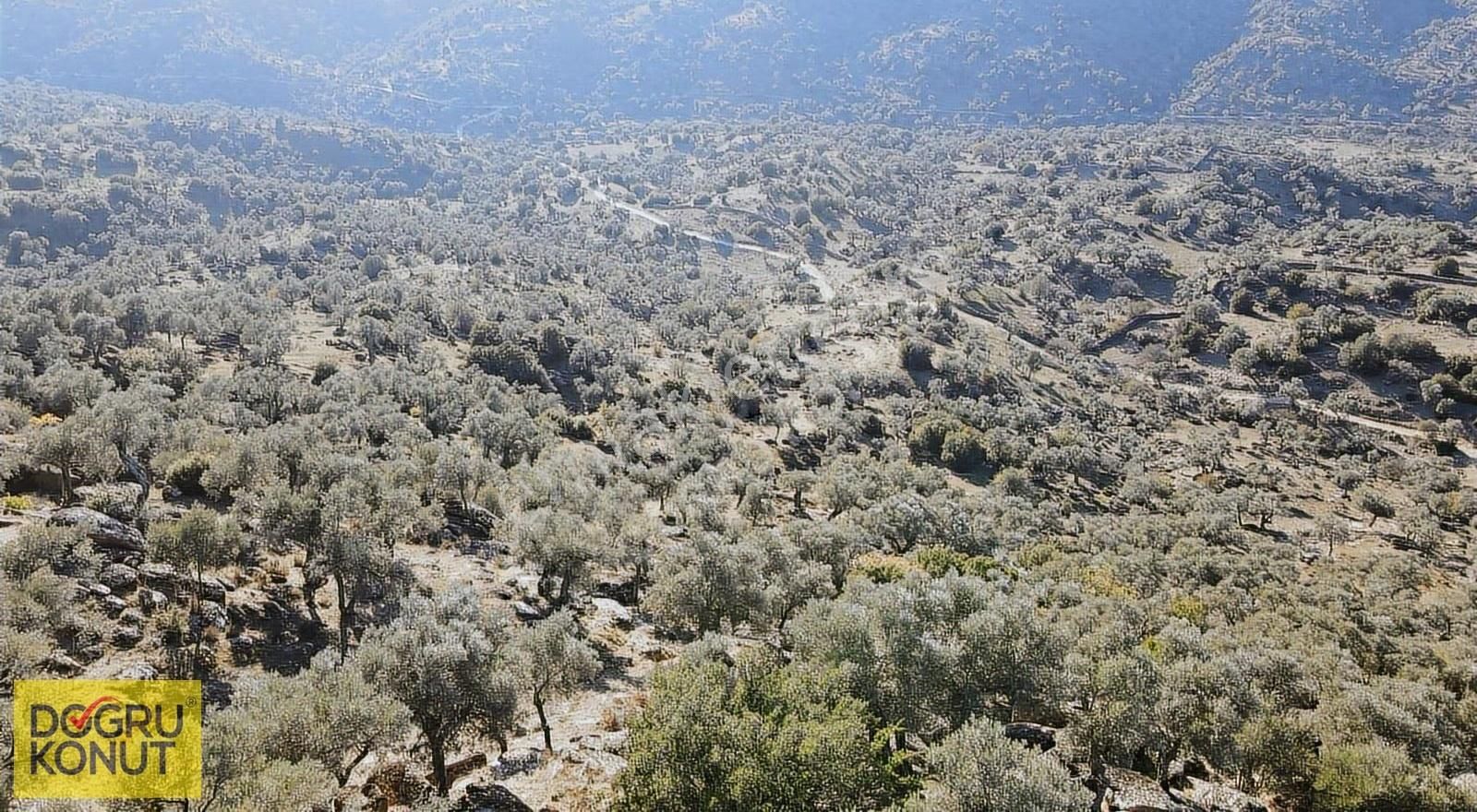 Doğa İle İç İçe Satılık 5630 M2 Zeytinlik - Görsel 12