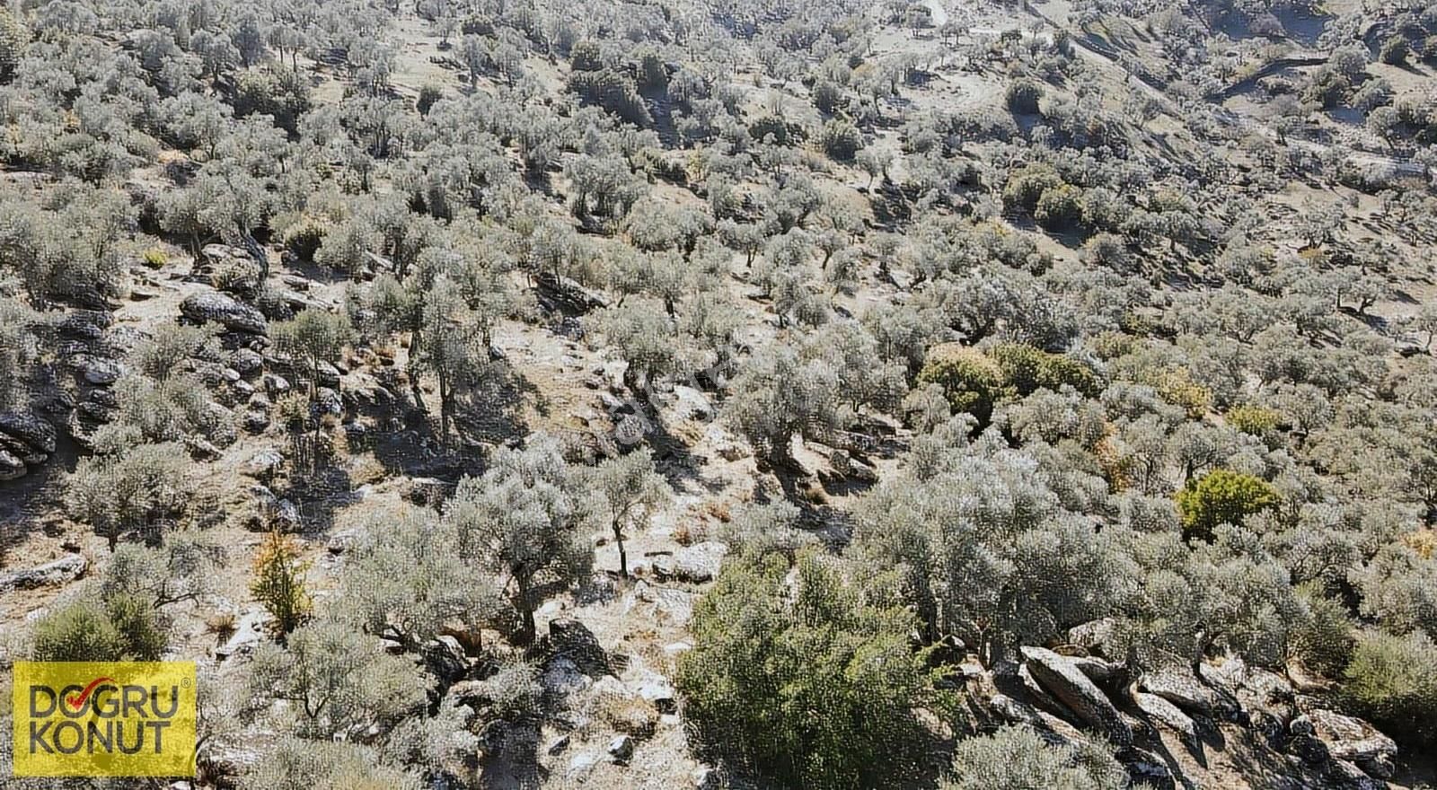 Doğa İle İç İçe Satılık 5630 M2 Zeytinlik - Görsel 13