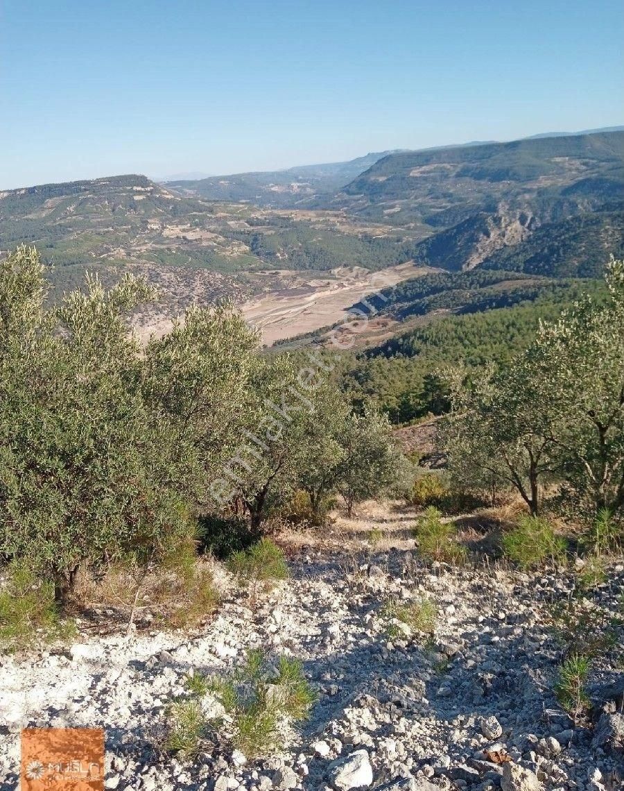 Aydın Bozdoğan Örencik’te Satılık 34 Dönüm Tarla