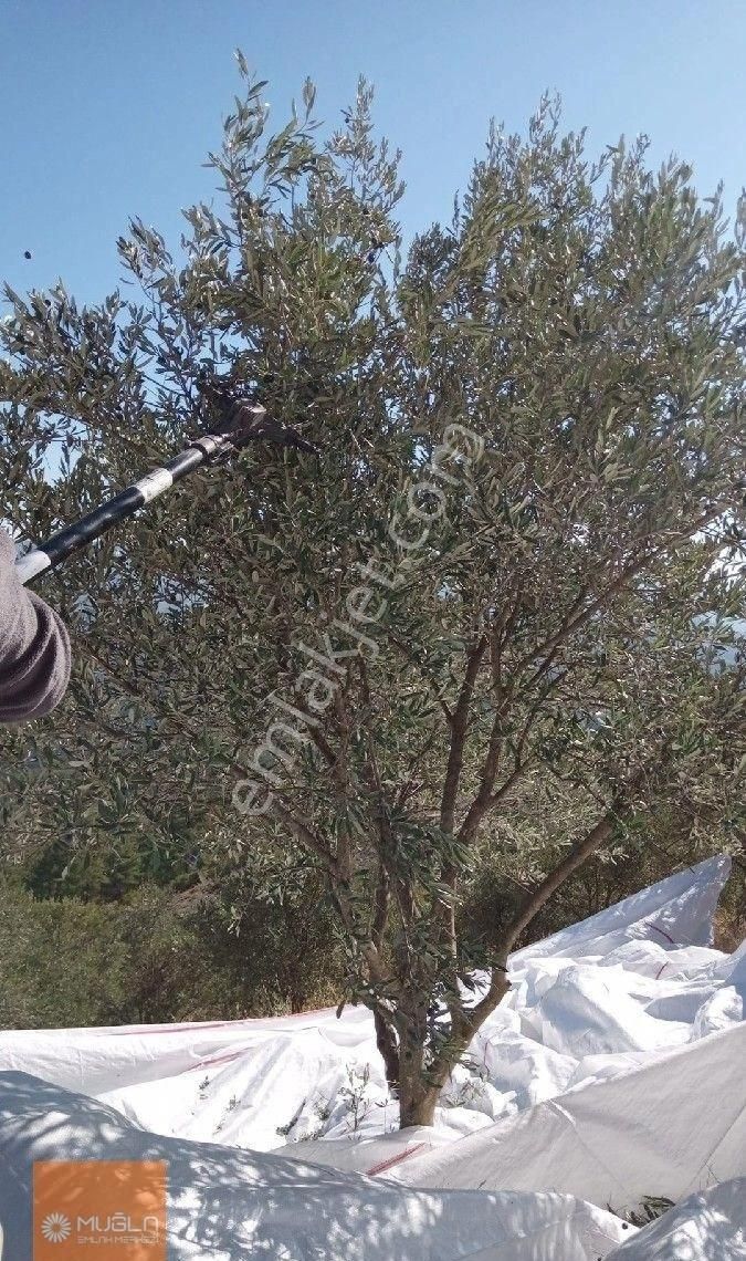 Aydın Bozdoğan Örencik’te Satılık 34 Dönüm Tarla - Görsel 10