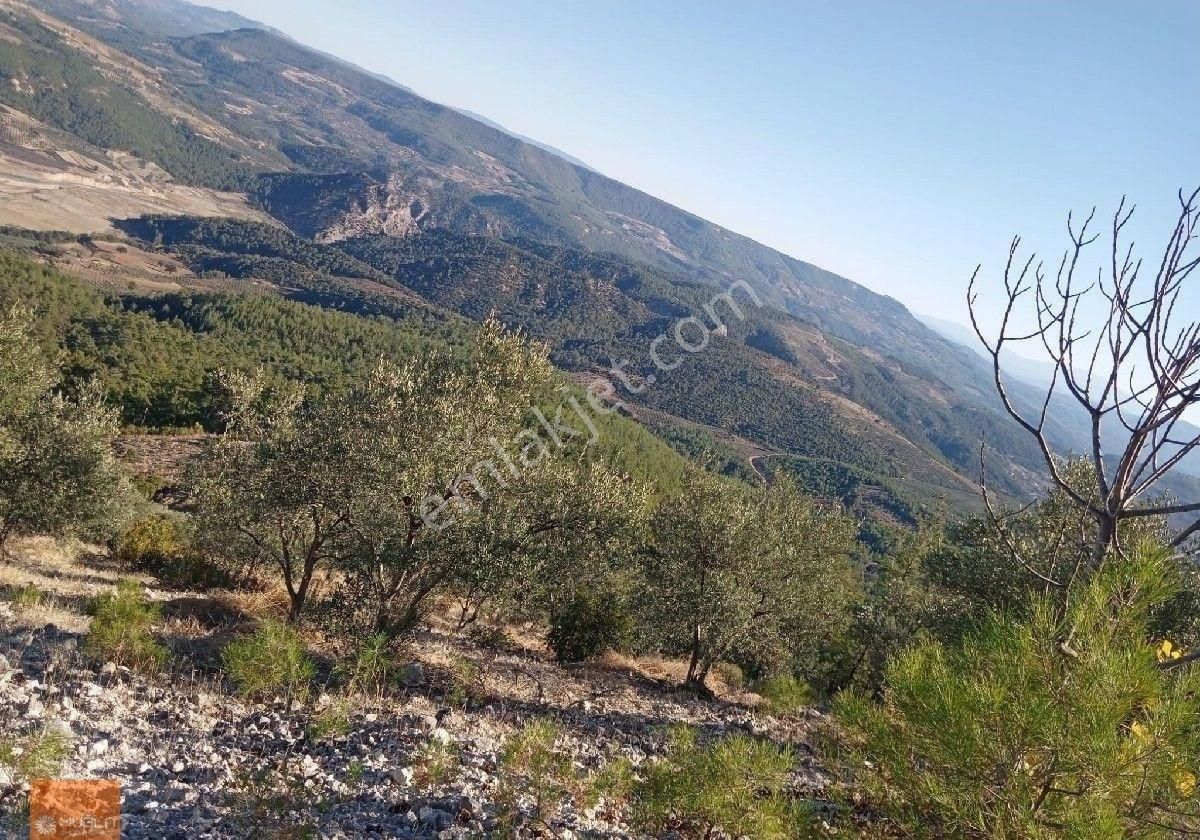 Aydın Bozdoğan Örencik’te Satılık 34 Dönüm Tarla - Görsel 3